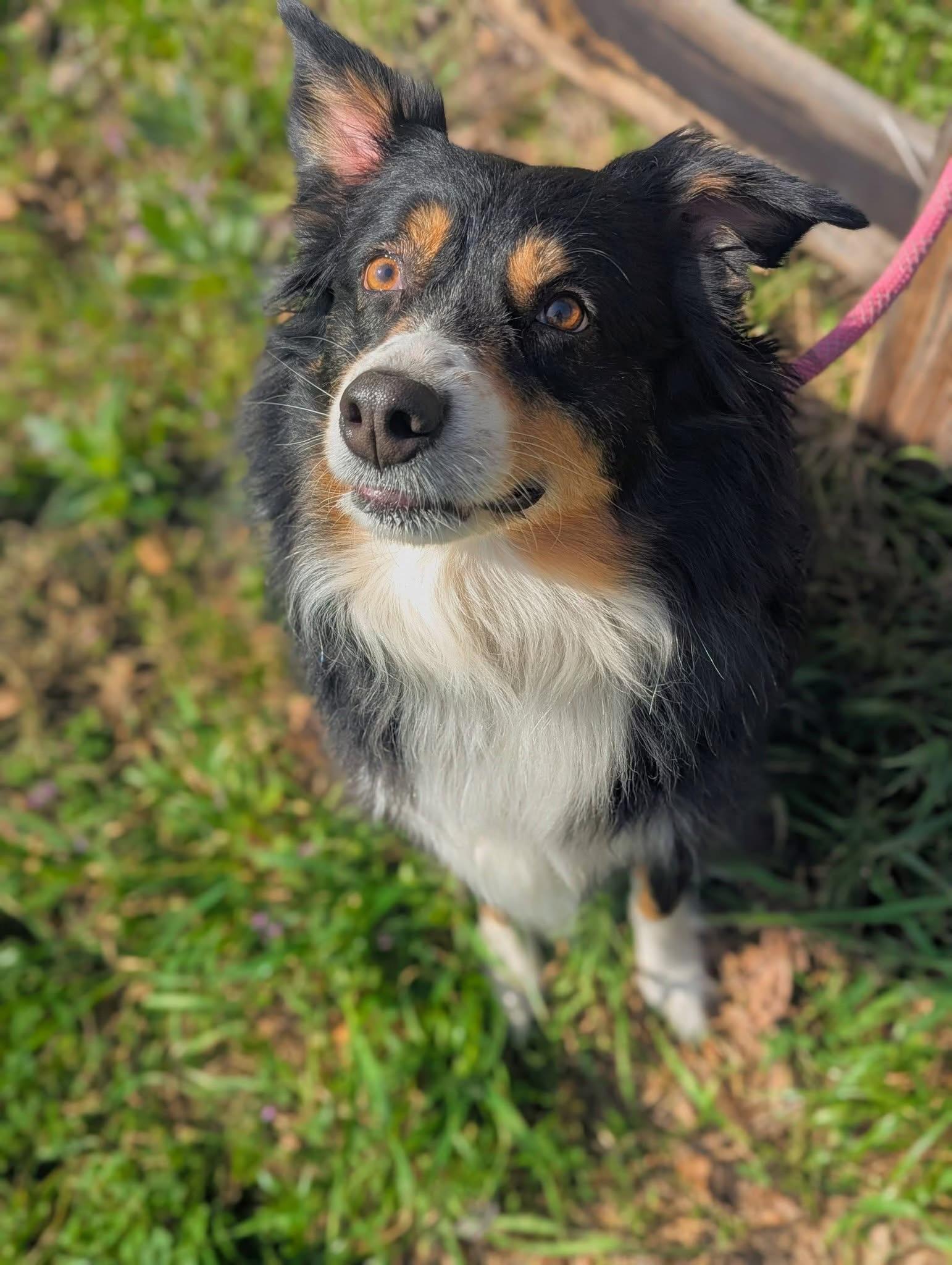 Enlarge Ms, Wiggle Pig, a ADOPTABLE Australian Shepherd in Mendham, NJ image 2/4