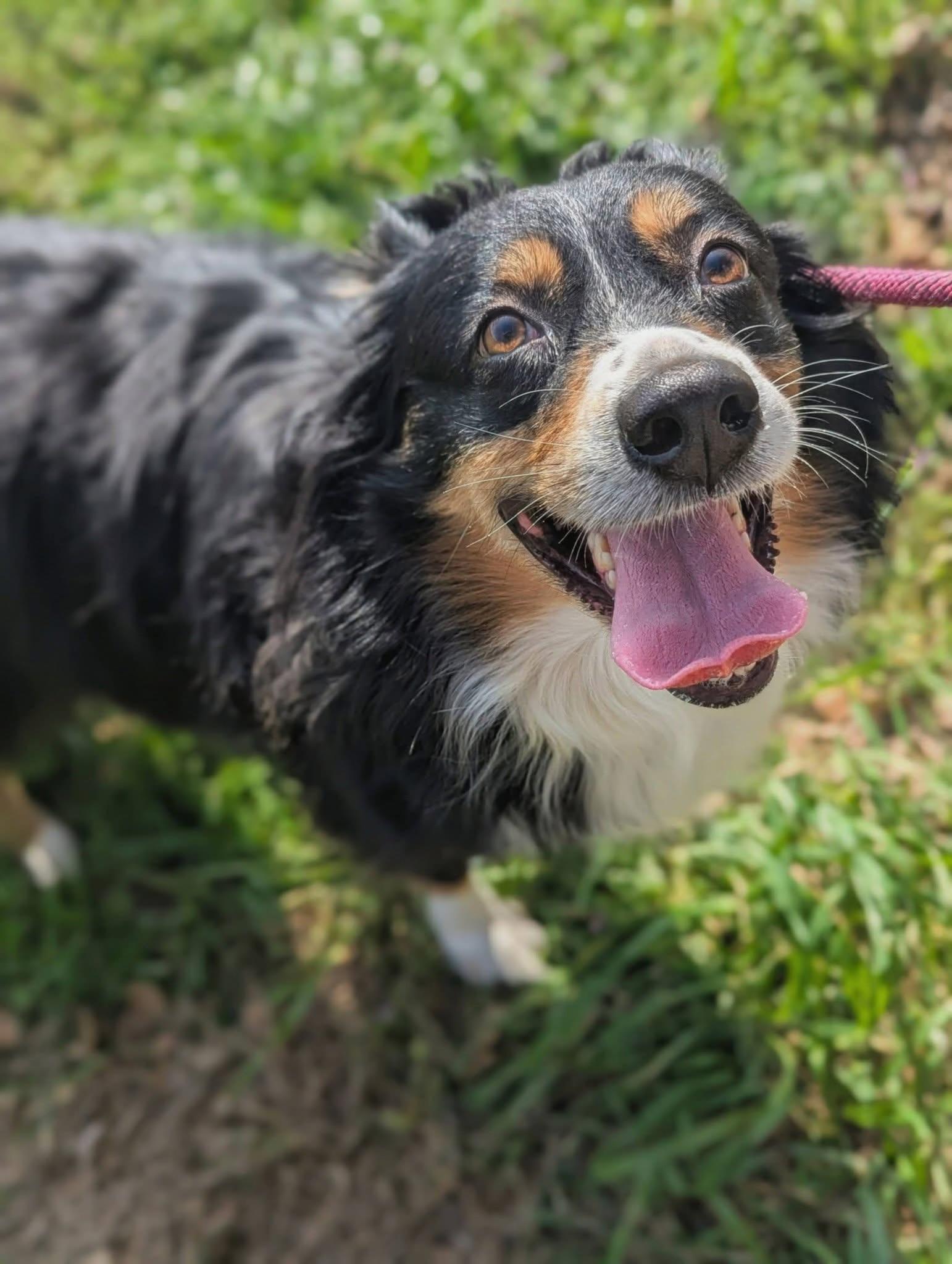 Enlarge Ms, Wiggle Pig, a ADOPTABLE Australian Shepherd in Mendham, NJ image 3/4