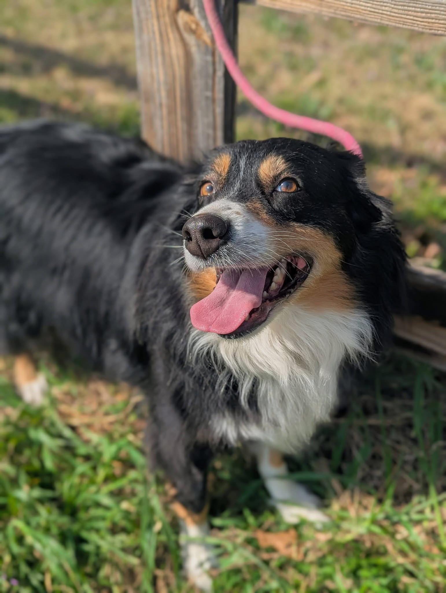 Enlarge Ms, Wiggle Pig, a ADOPTABLE Australian Shepherd in Mendham, NJ image 4/4