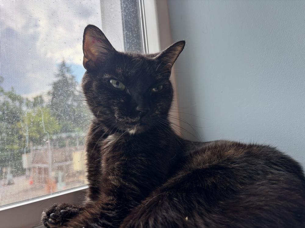 Enlarge Meriwether, a Adoptable mixed breed in Norristown, PA image 1/3