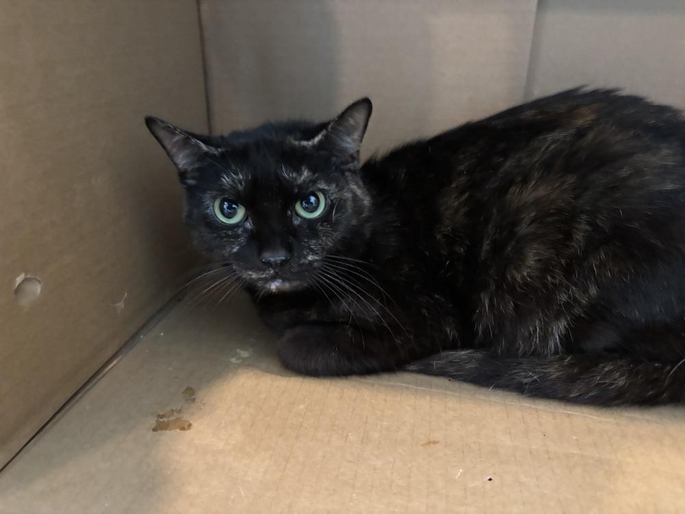 Enlarge Meriwether, a Adoptable mixed breed in Norristown, PA image 3/3