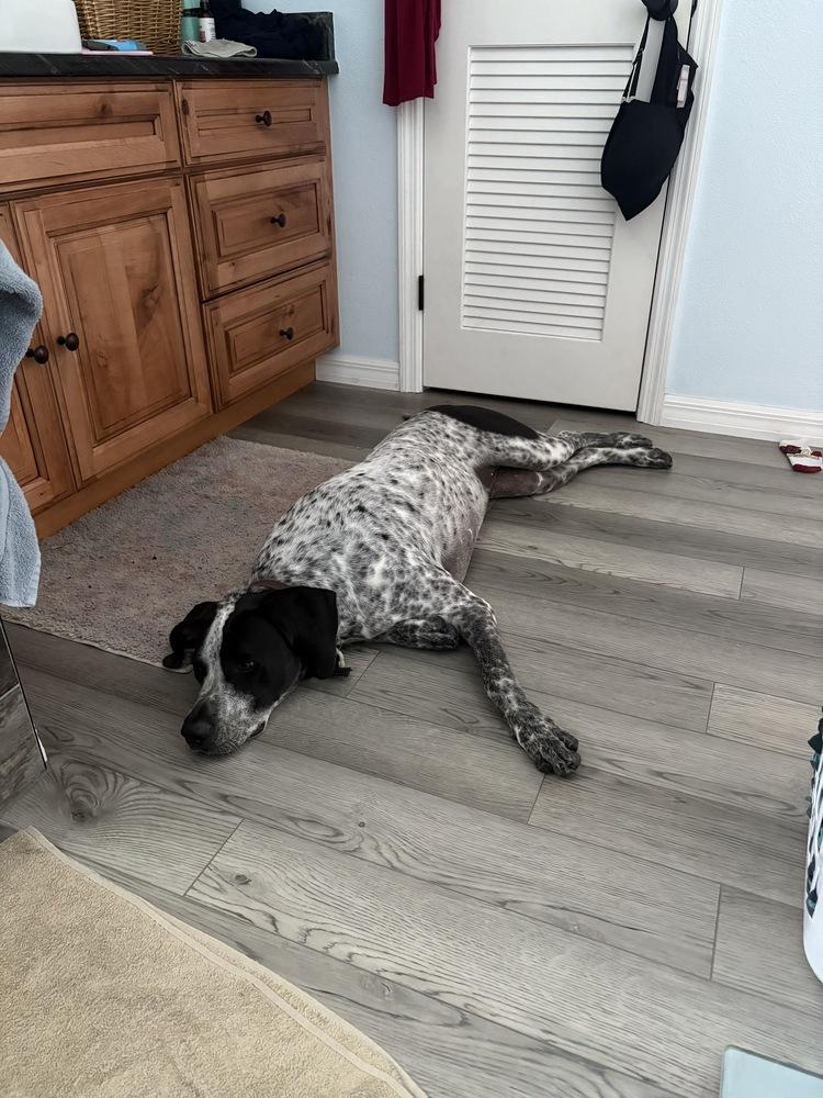 Radar, Adoptable, Young Male German Shorthaired Pointer & Mixed Breed.