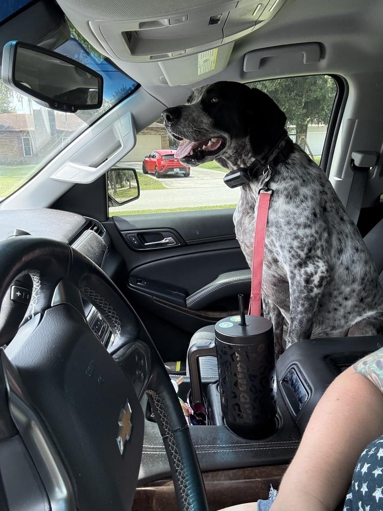 Radar, a Adoptable mixed breed in Orlando, FL image 2/4