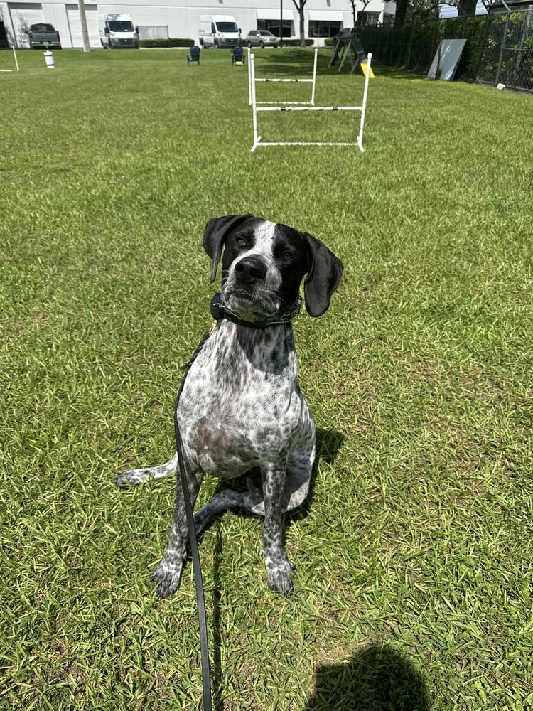 Radar, a Adoptable mixed breed in Orlando, FL image 3/4