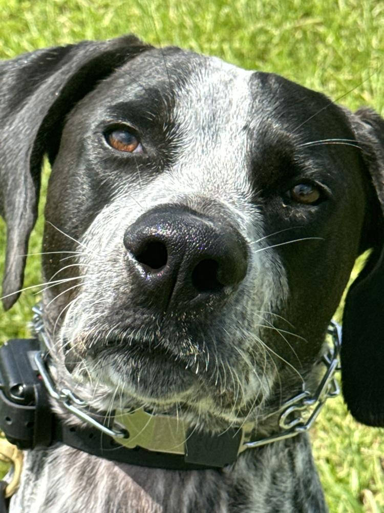 Radar, a Adoptable mixed breed in Orlando, FL image 4/4