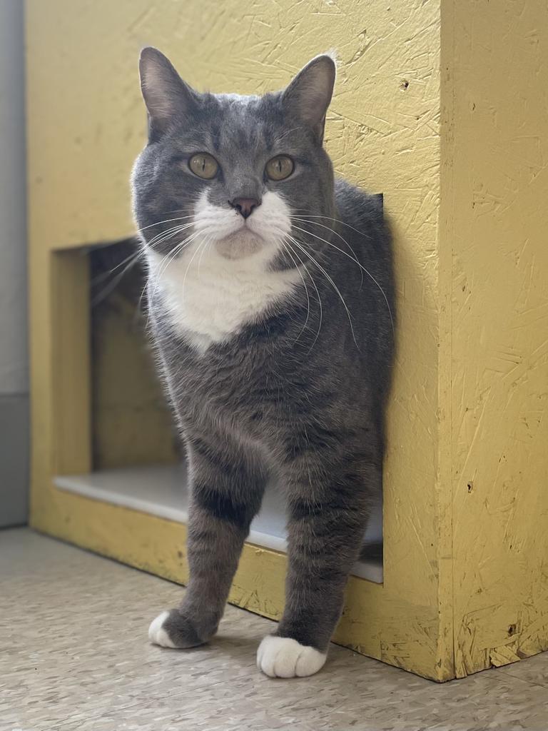 Ghost, Adoptable, Young Male Domestic Short Hair.