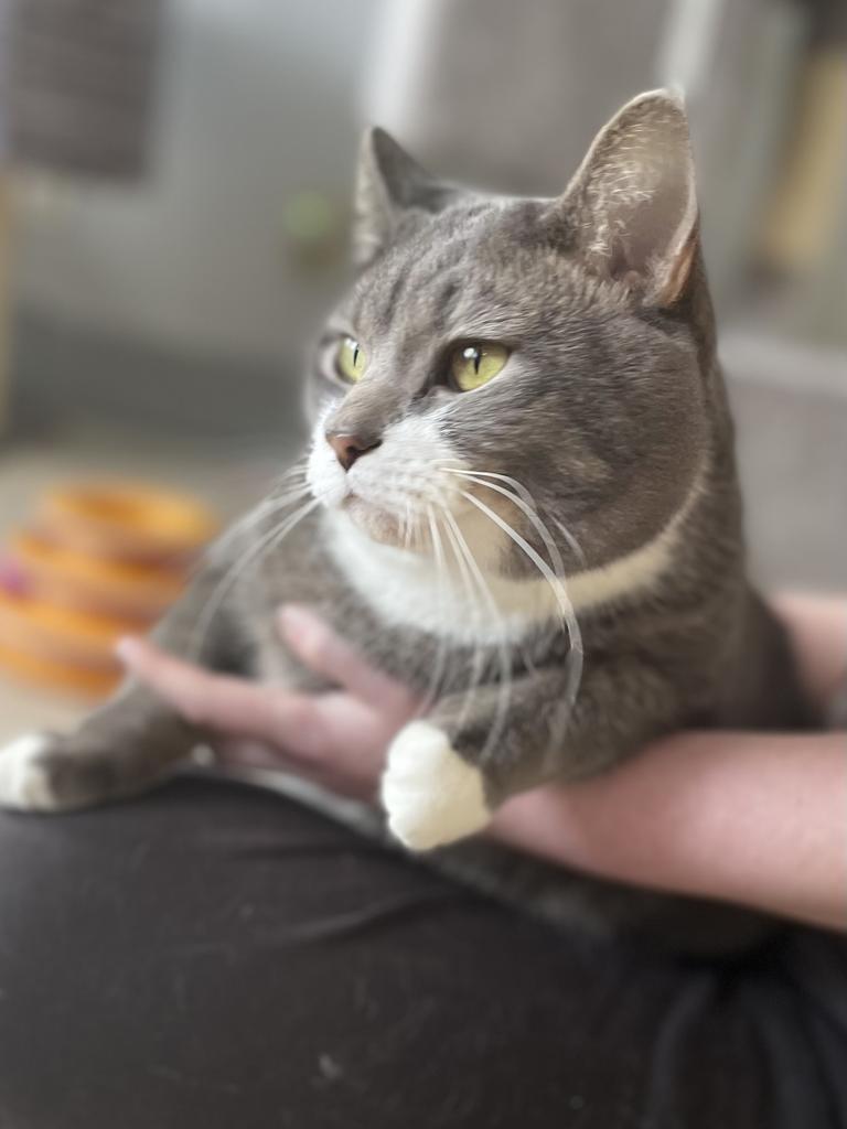 Ghost, a Adoptable Domestic Short Hair in Heber City, UT image 2/2