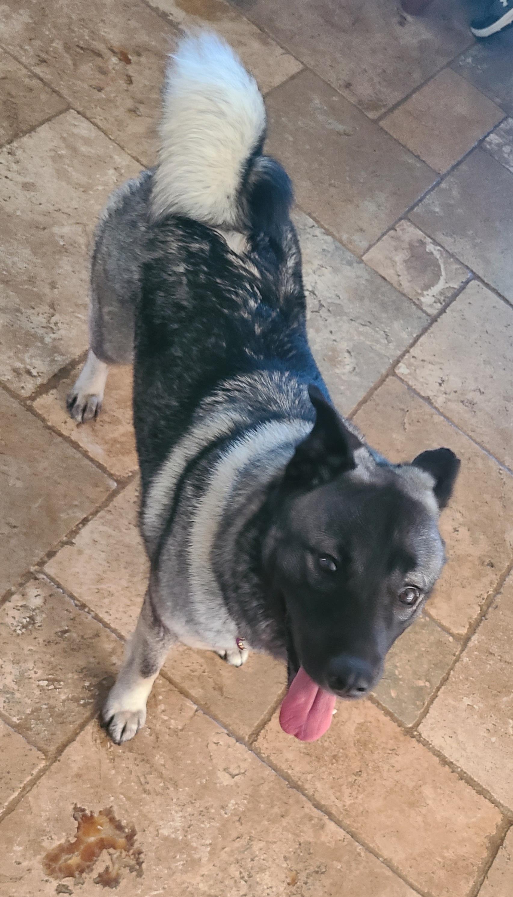 Astraya, an adoption pending Norwegian Elkhound in Lehigh Valley, PA image 1/2