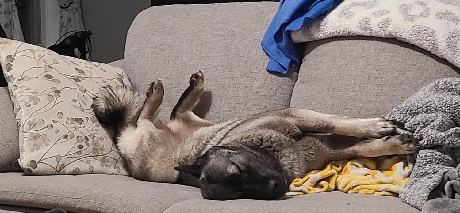 Astraya, an adoption pending Norwegian Elkhound in Lehigh Valley, PA image 2/2