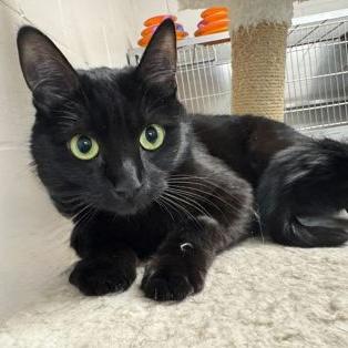 Enlarge Shyla, a ADOPTABLE Domestic Short Hair in Rochester, MN image 1/1