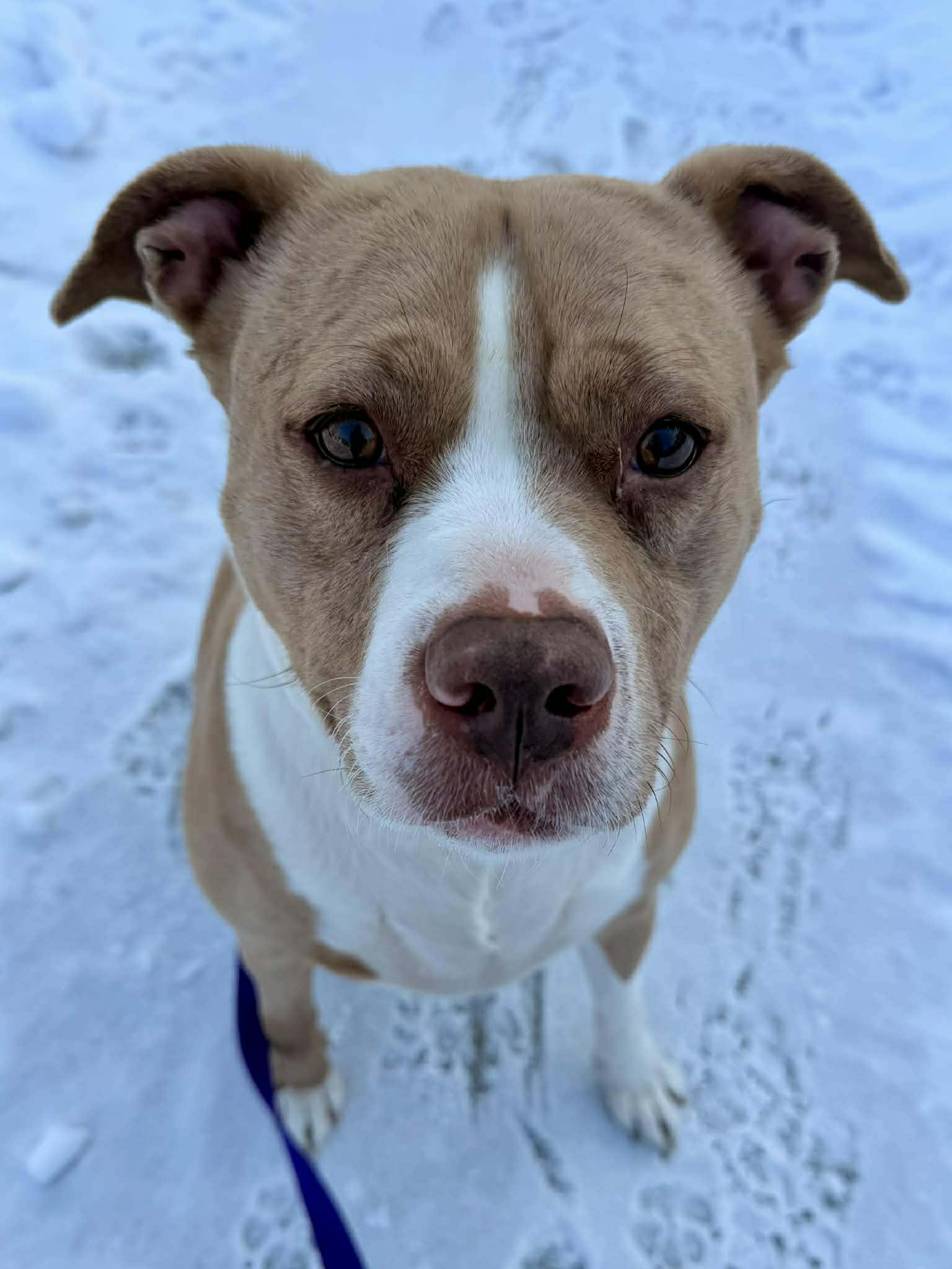 Nova: Adopt or Forever Foster, Adoptable, Adult Female Pit Bull Terrier & Catahoula Leopard Dog.