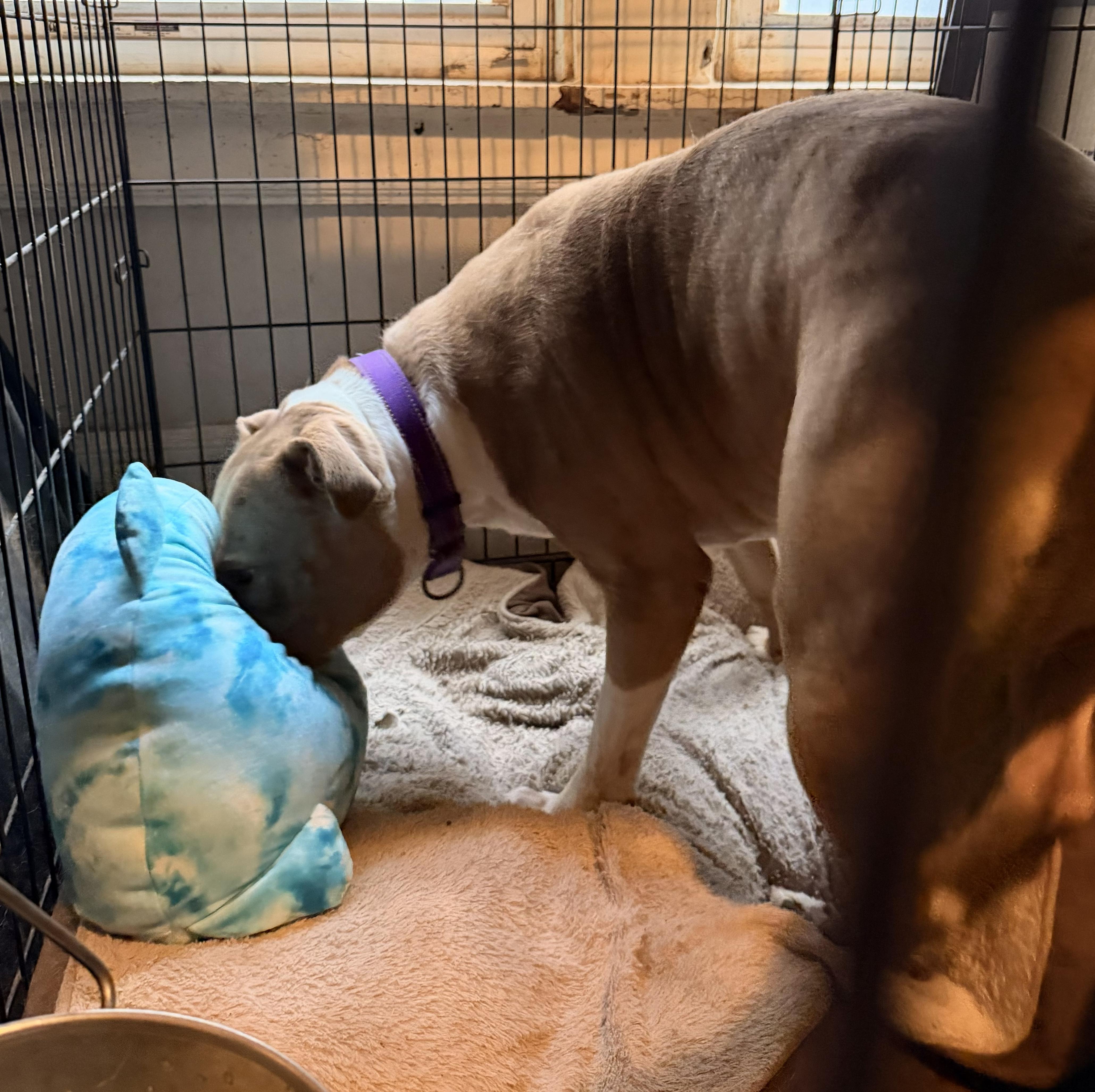 Enlarge Nova: Adopt or Forever Foster, a Adoptable mixed breed in Rochester, NY image 2/6
