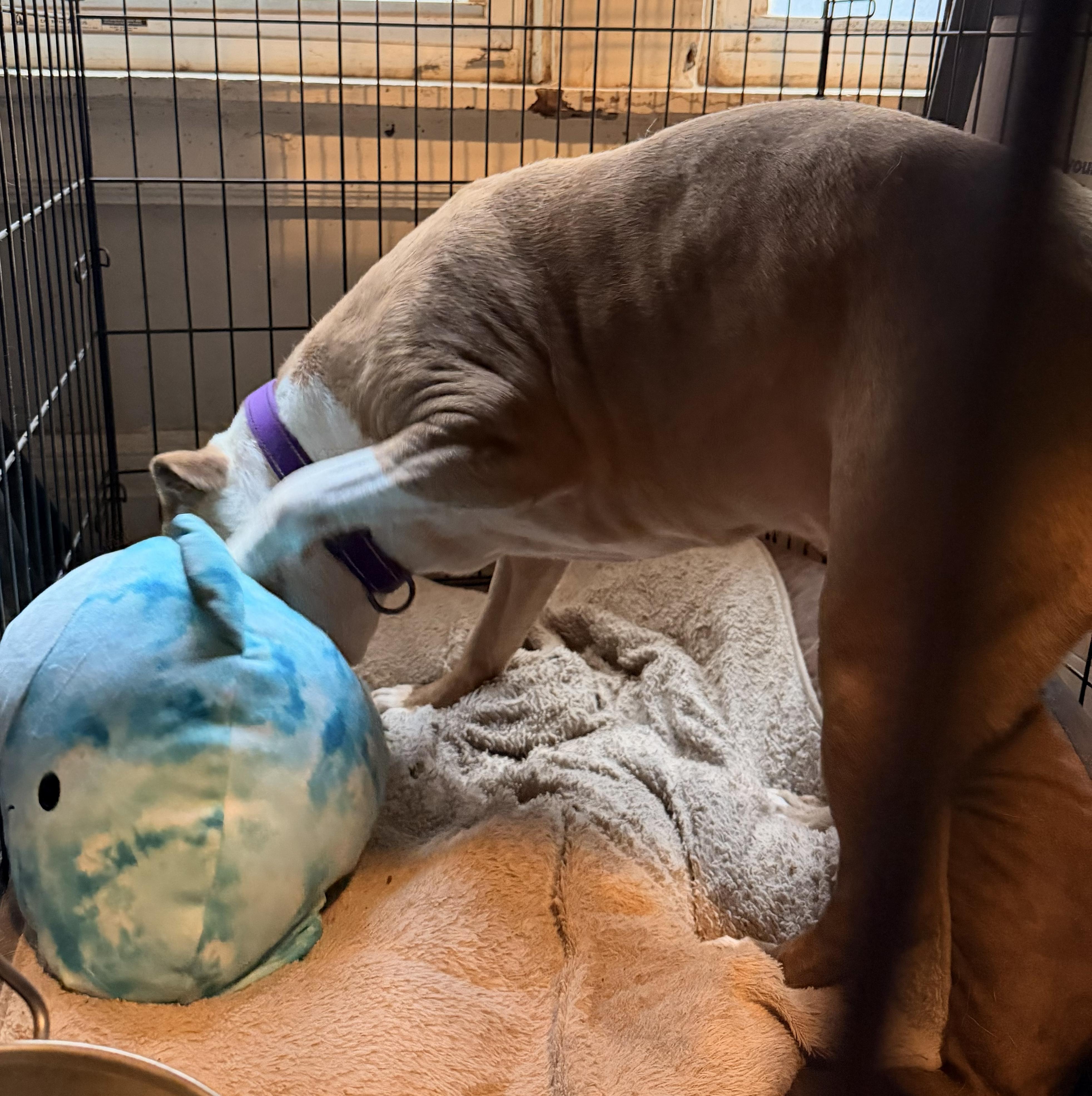 Enlarge Nova: Adopt or Forever Foster, a Adoptable mixed breed in Rochester, NY image 3/6