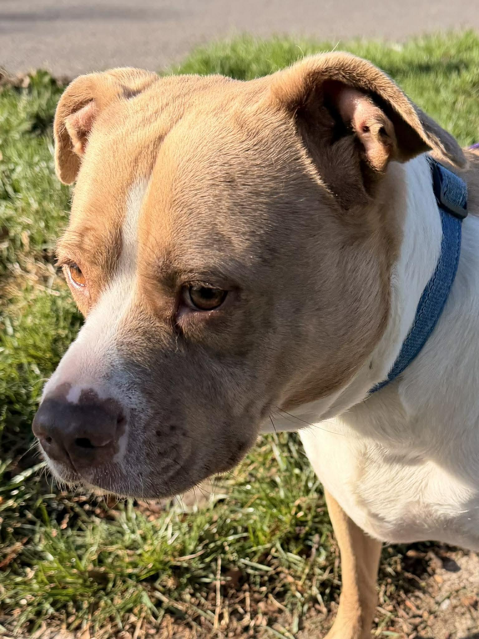 Enlarge Nova: Adopt or Forever Foster, a Adoptable mixed breed in Rochester, NY image 5/6