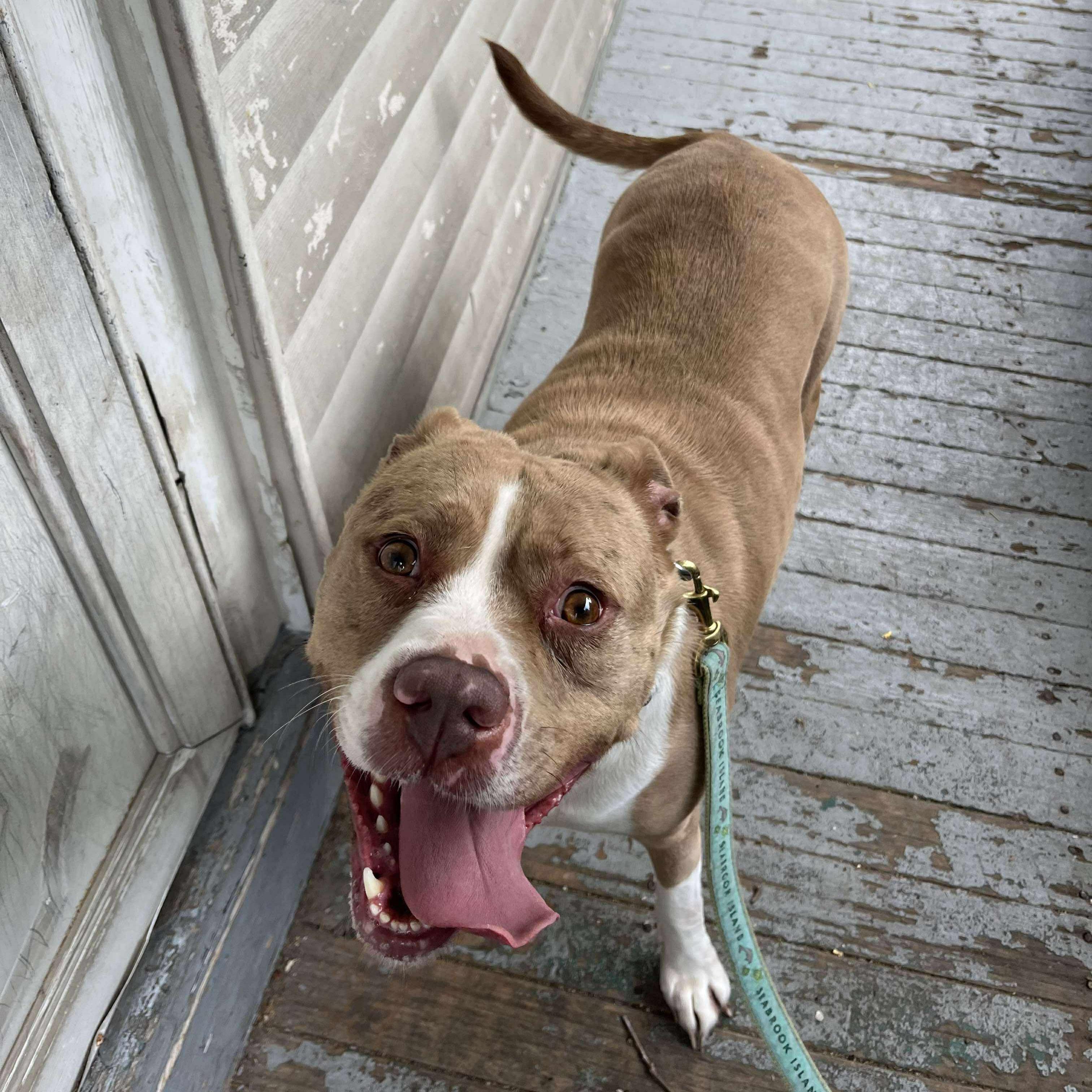 Enlarge Nova: Adopt or Forever Foster, a Adoptable mixed breed in Rochester, NY image 6/6