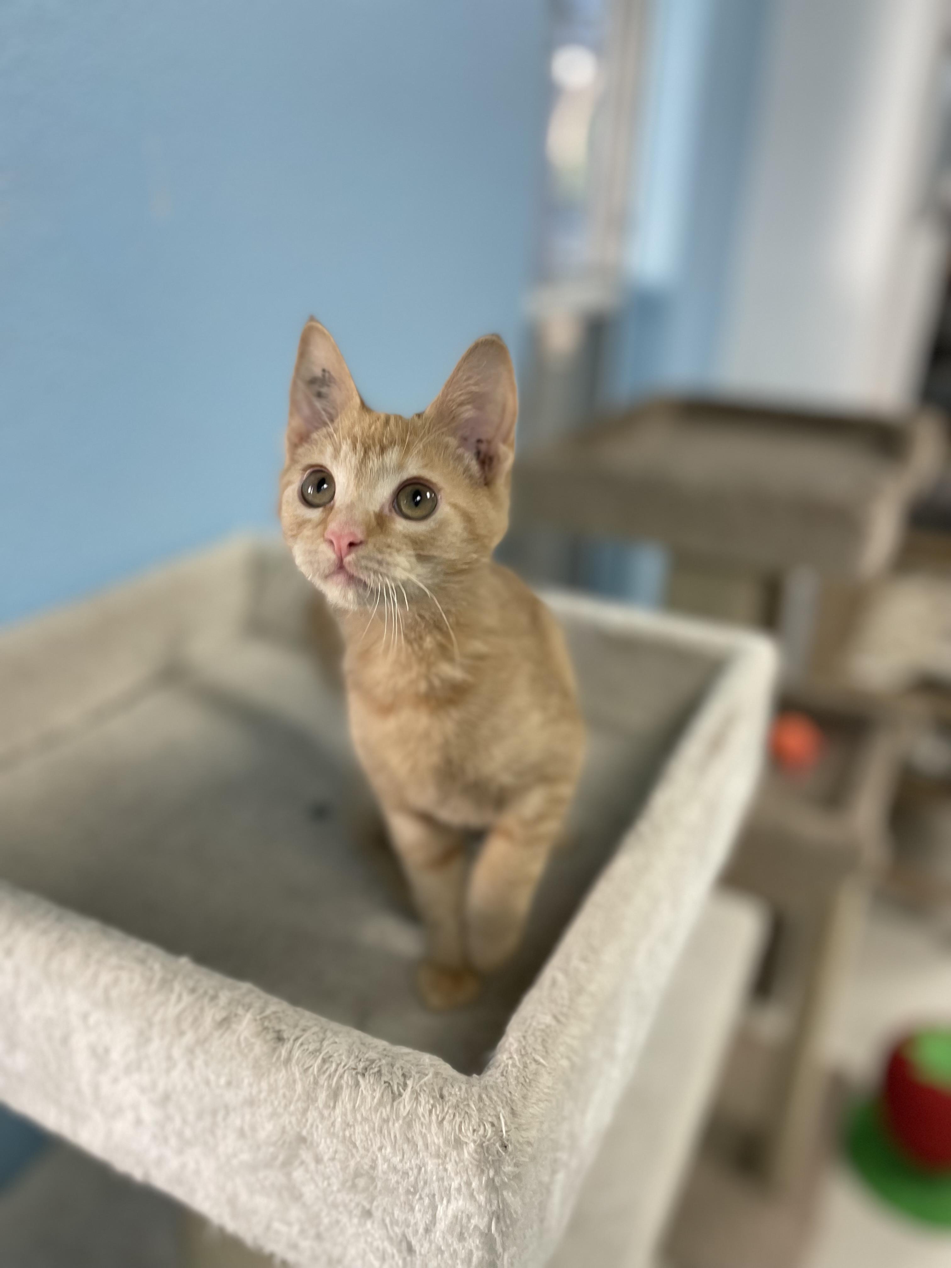 Golddust, adopted, Kitten Male Domestic Short Hair & Tabby.