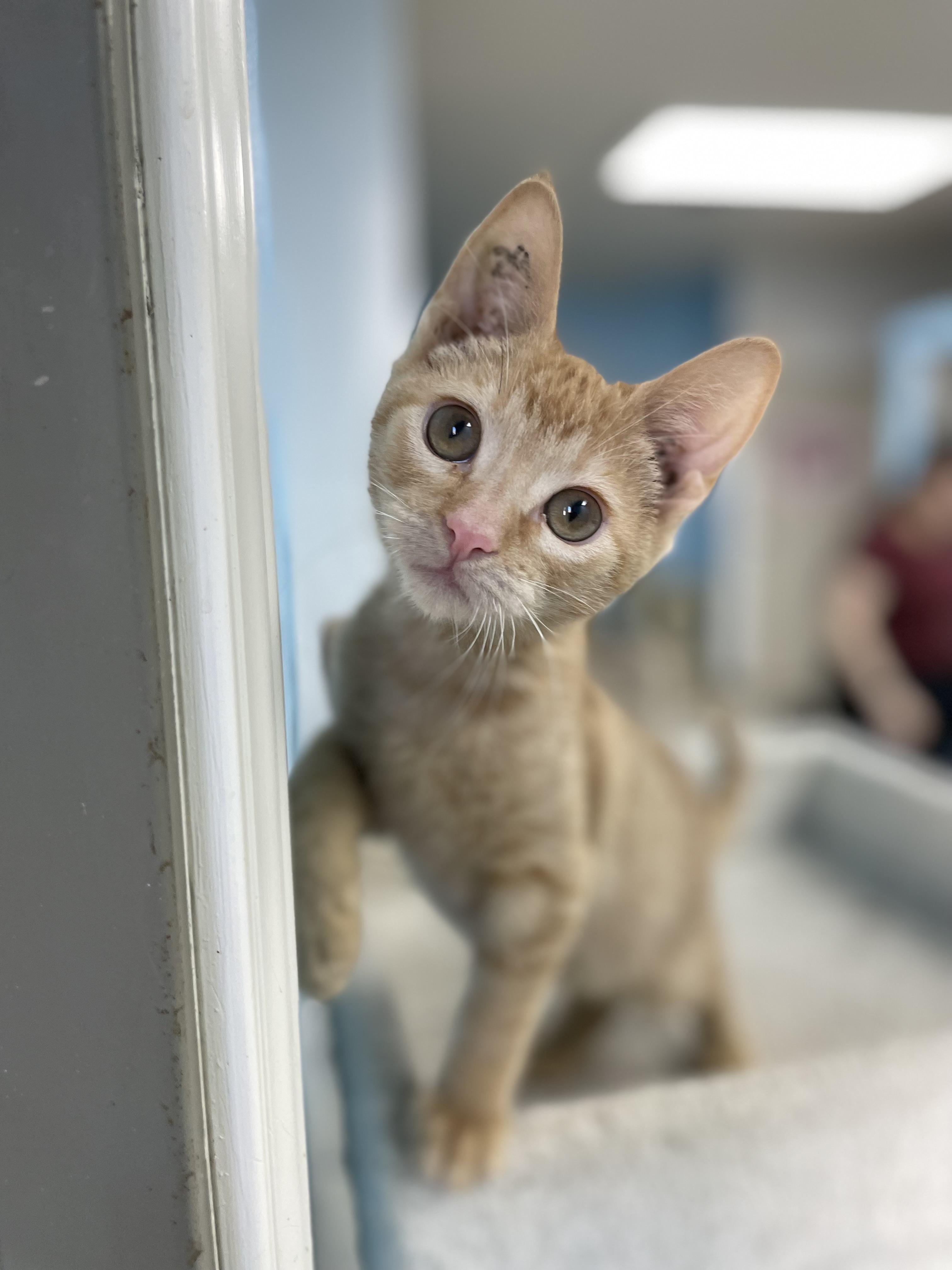 Enlarge Golddust, an adopted mixed breed in Hollister, CA image 2/5