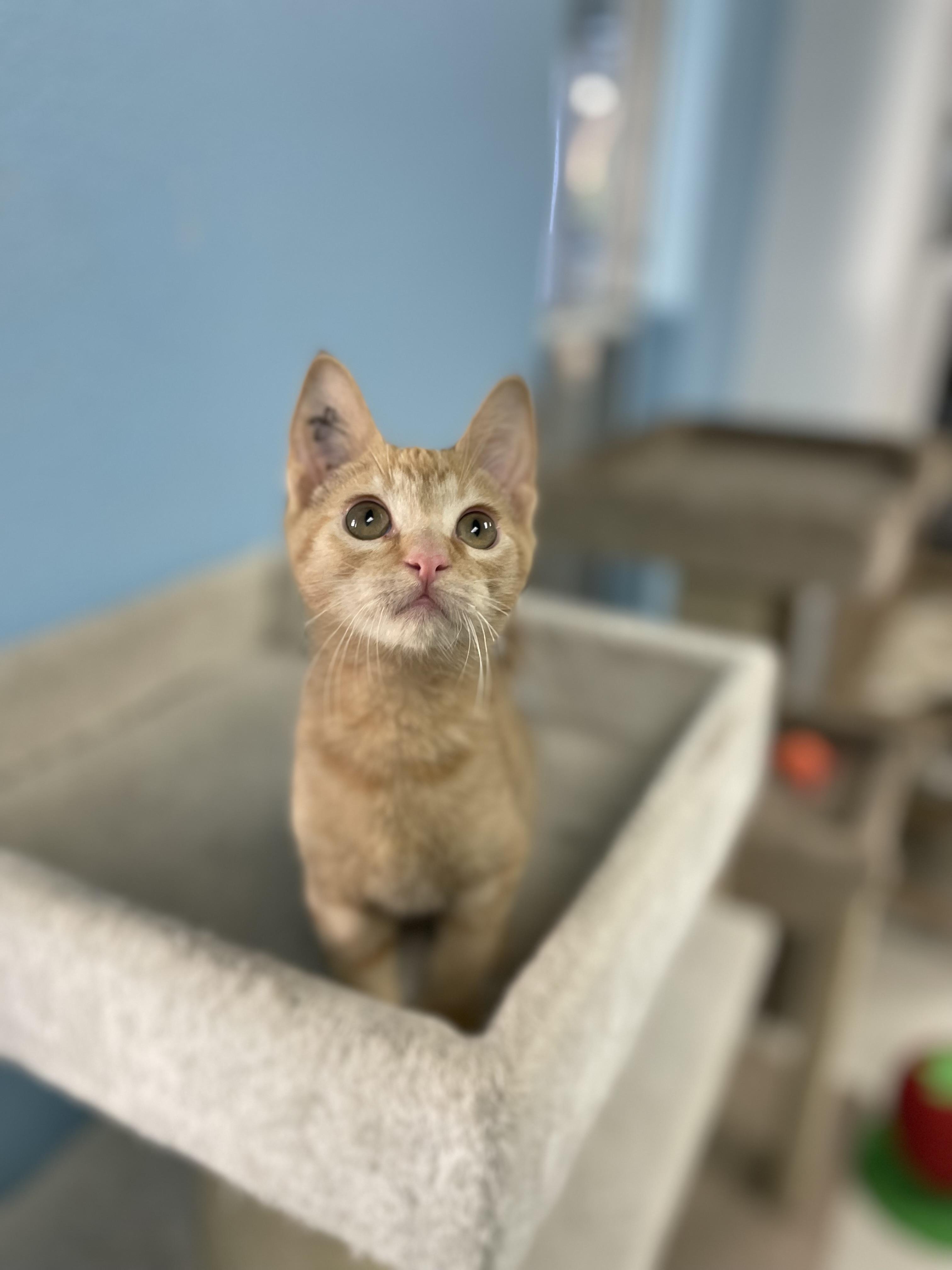 Enlarge Golddust, an adopted mixed breed in Hollister, CA image 3/5