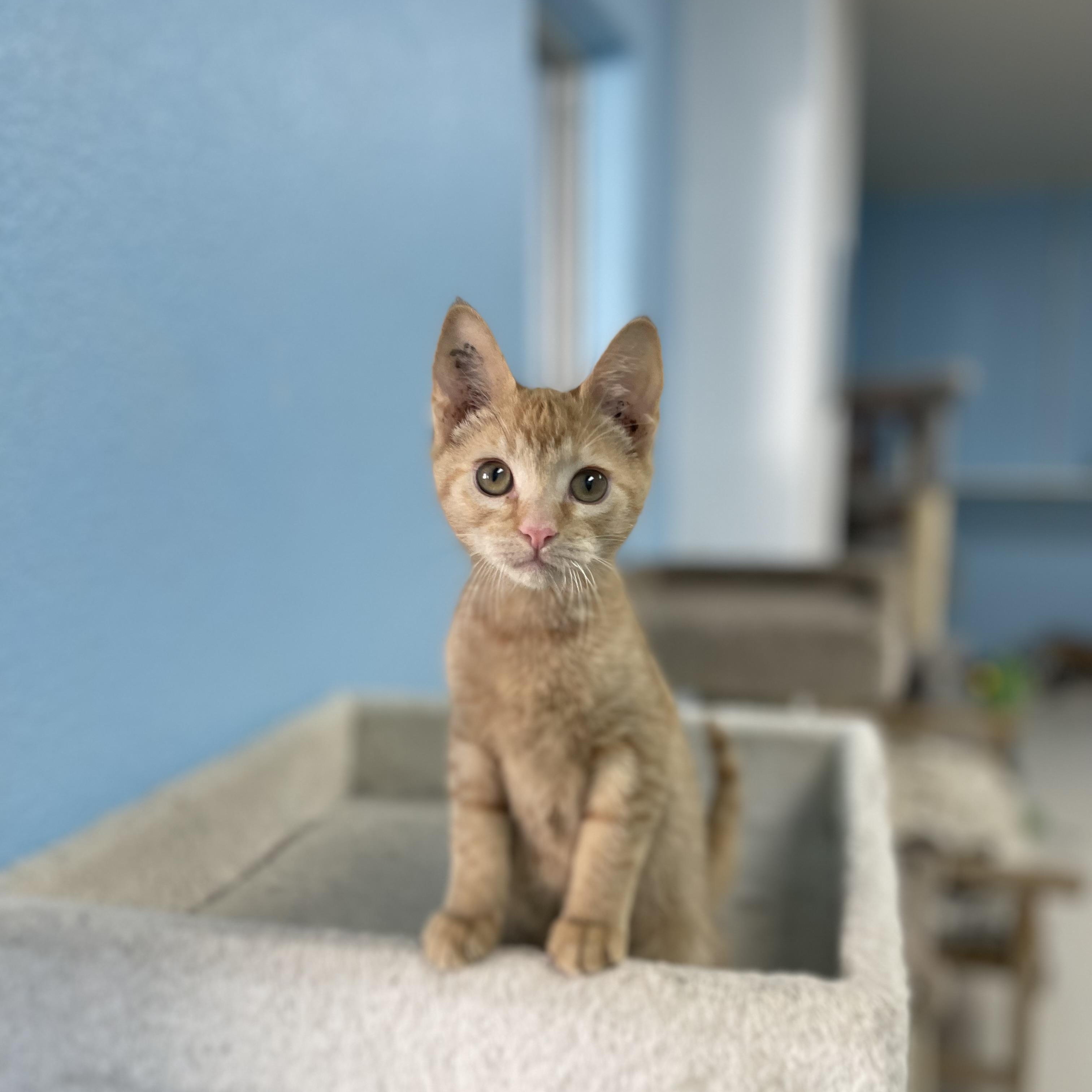 Enlarge Golddust, an adopted mixed breed in Hollister, CA image 4/5