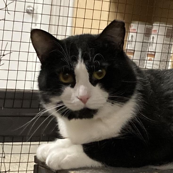 Winkels, Adoptable, Adult Male Domestic Short Hair.