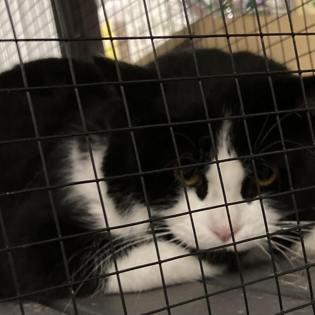Winkels, a Adoptable Domestic Short Hair in Grand Rapids, MN image 3/5
