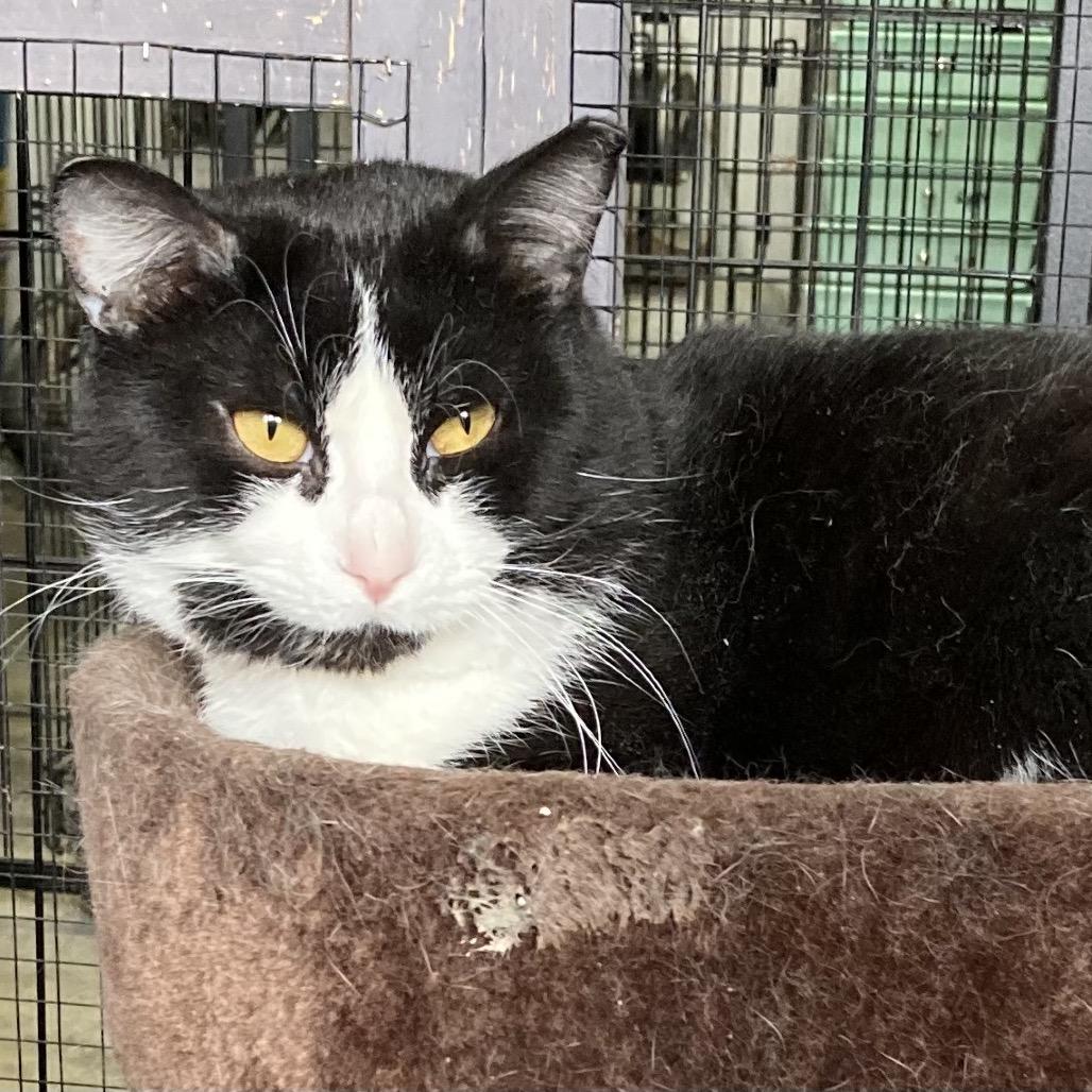Winkels, a Adoptable Domestic Short Hair in Grand Rapids, MN image 4/5