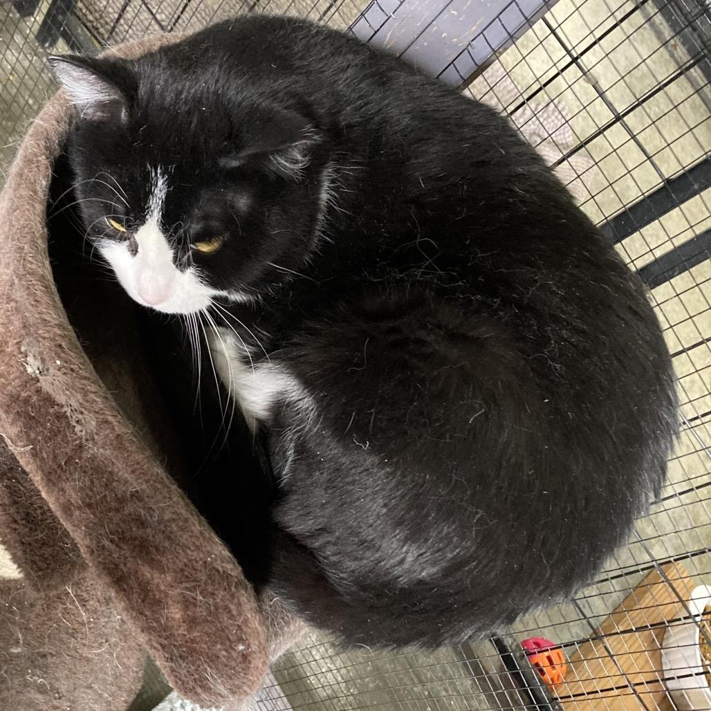 Winkels, a Adoptable Domestic Short Hair in Grand Rapids, MN image 5/5