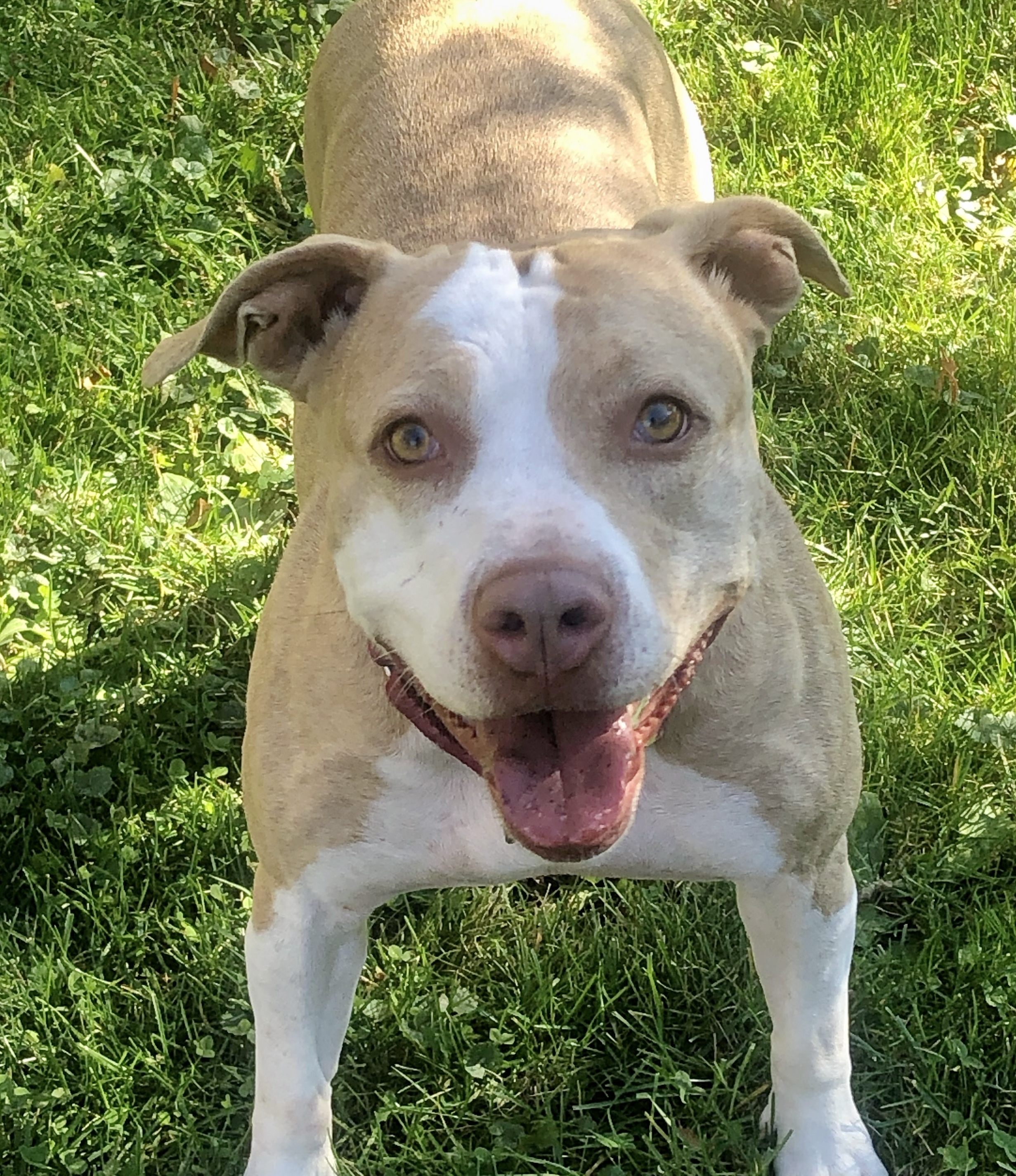 Penny, a Adoptable American Staffordshire Terrier in Cranford, NJ image 1/10