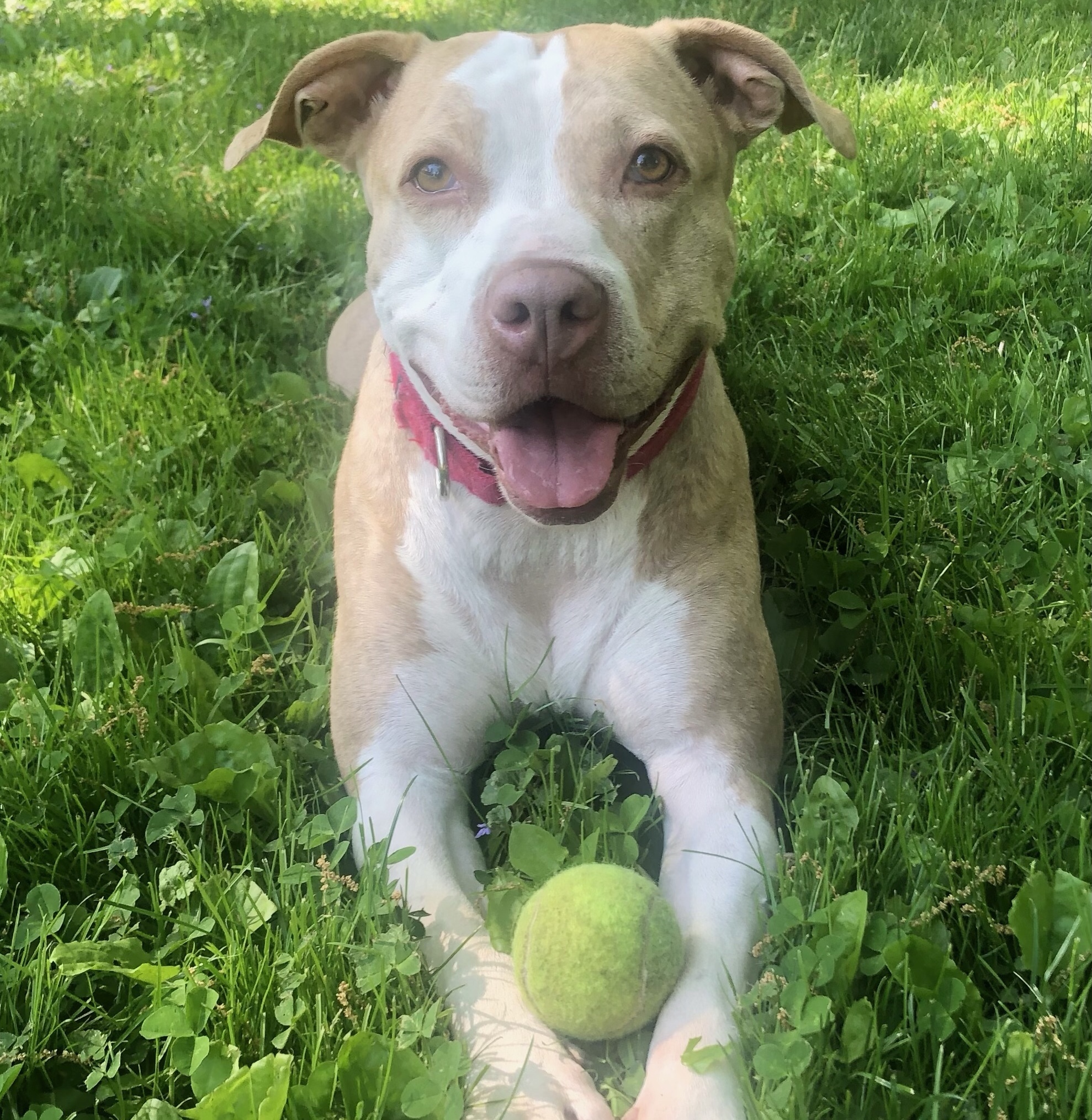 Penny photo 4