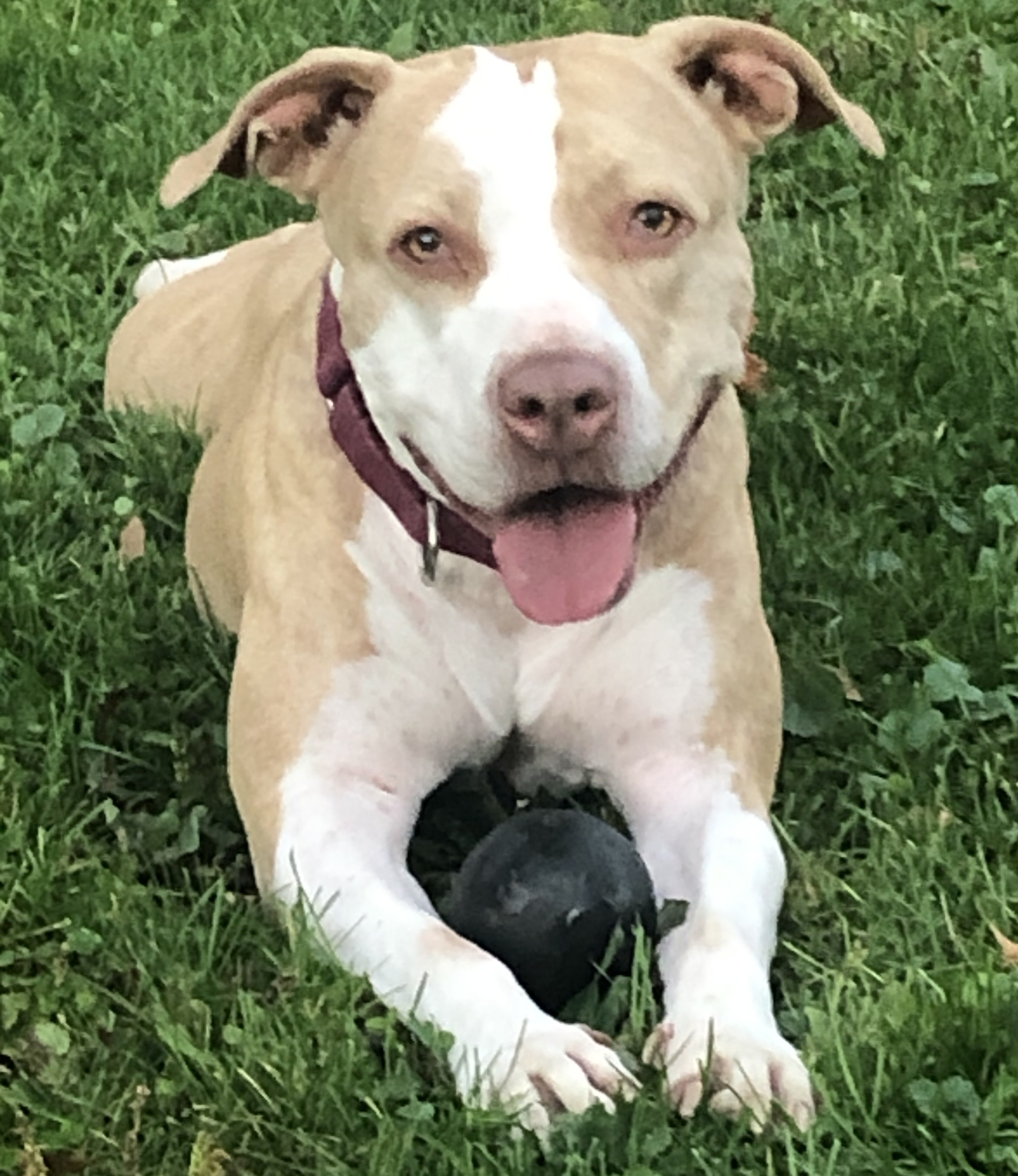 Penny, a Adoptable American Staffordshire Terrier in Cranford, NJ image 4/10