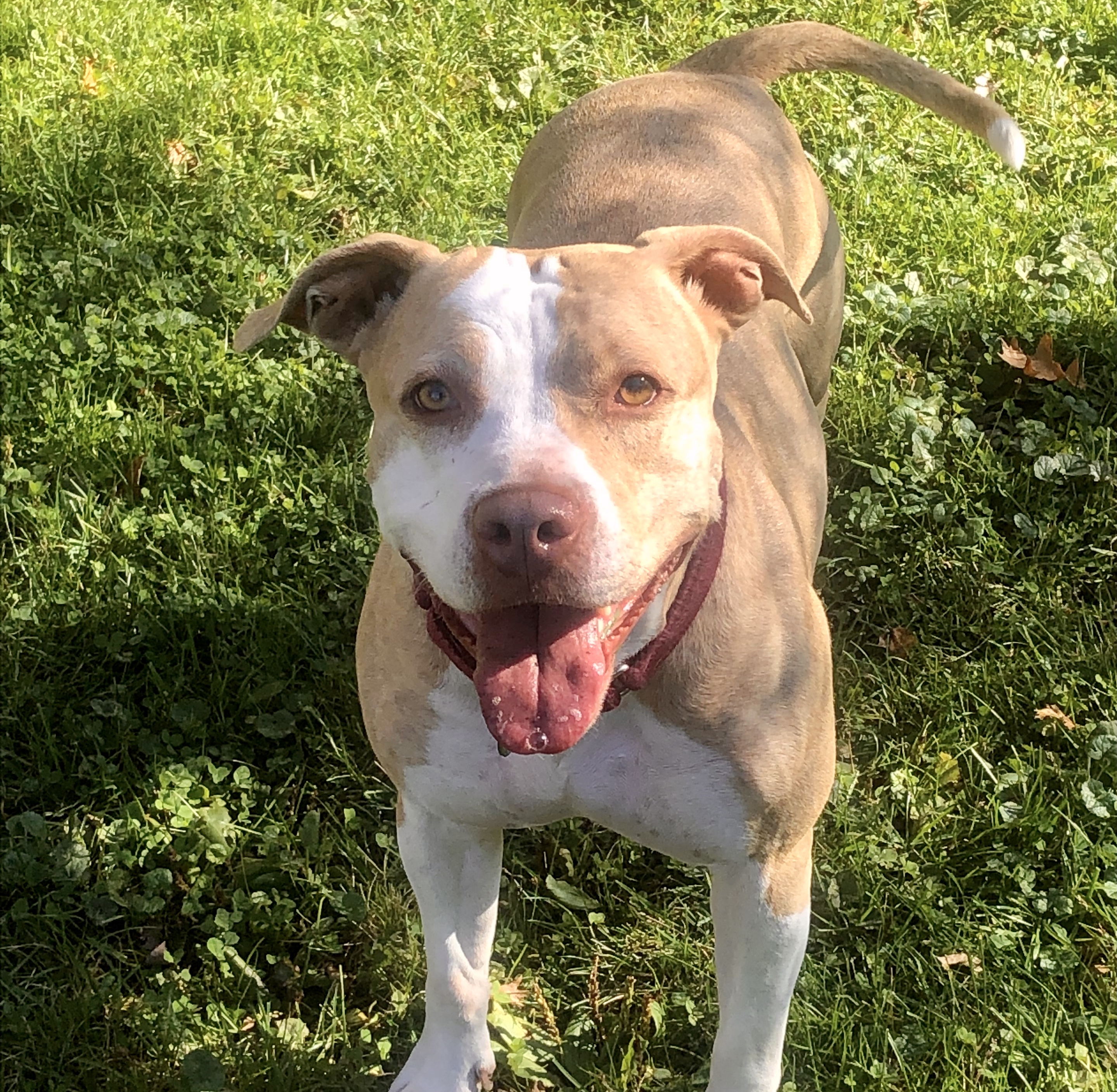 Penny, a Adoptable American Staffordshire Terrier in Cranford, NJ image 5/10