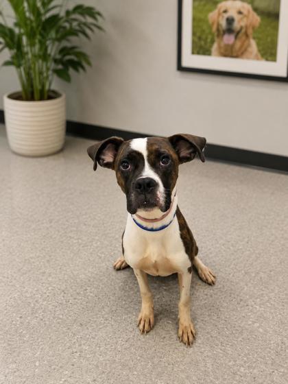 Chloe, Adoptable, Adult Female Boxer & Mixed Breed.