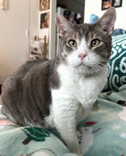 Enlarge Sunshine, a Adoptable mixed breed in Quakertown, PA image 1/3