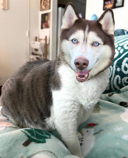 Enlarge Sunshine, a Adoptable mixed breed in Quakertown, PA image 2/3