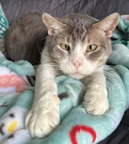 Enlarge Sunshine, a Adoptable mixed breed in Quakertown, PA image 3/3