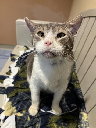 Enlarge Sunshine, a Adoptable mixed breed in Quakertown, PA image 3/3