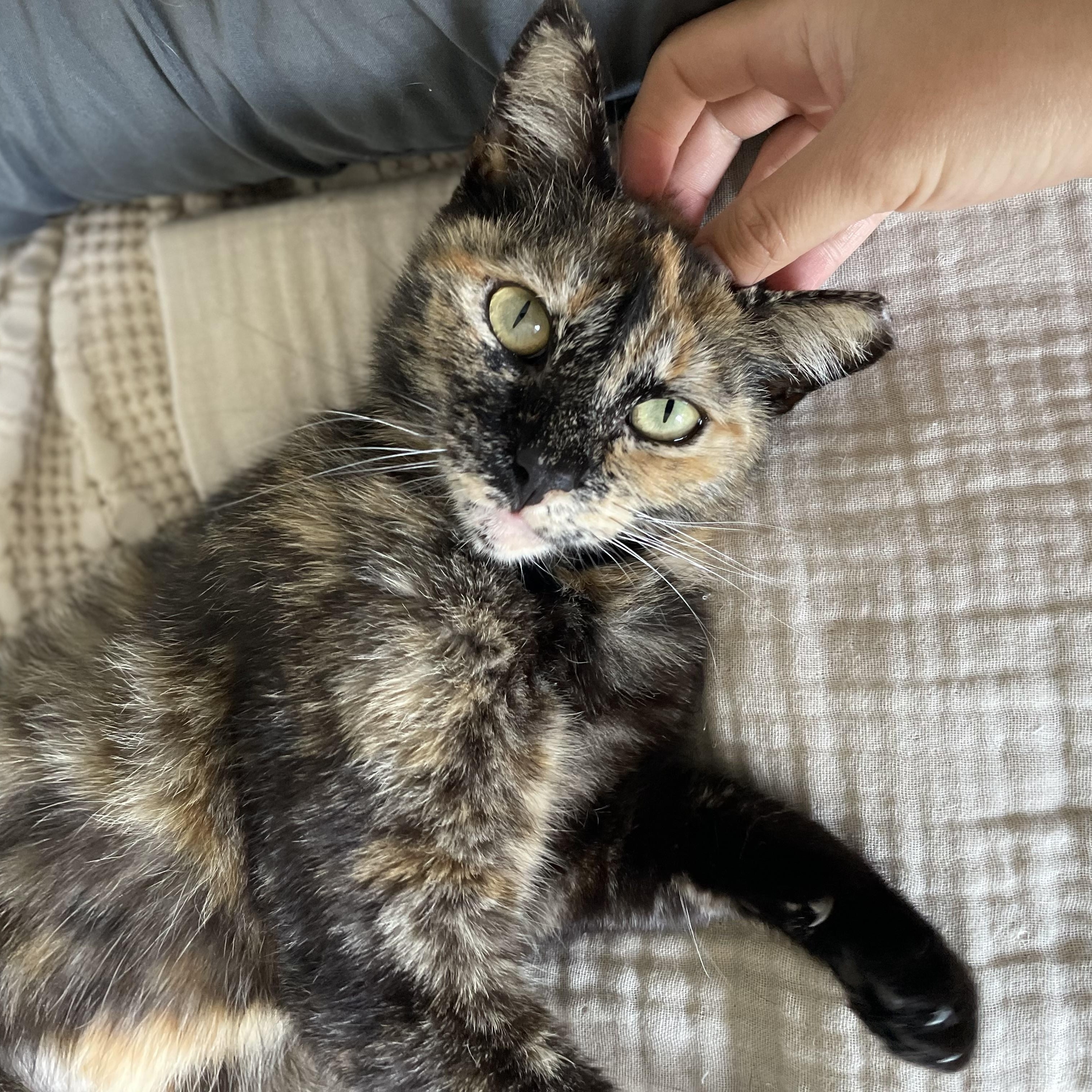 Chula (sweet / low-key / mellow), Adult Female unknown