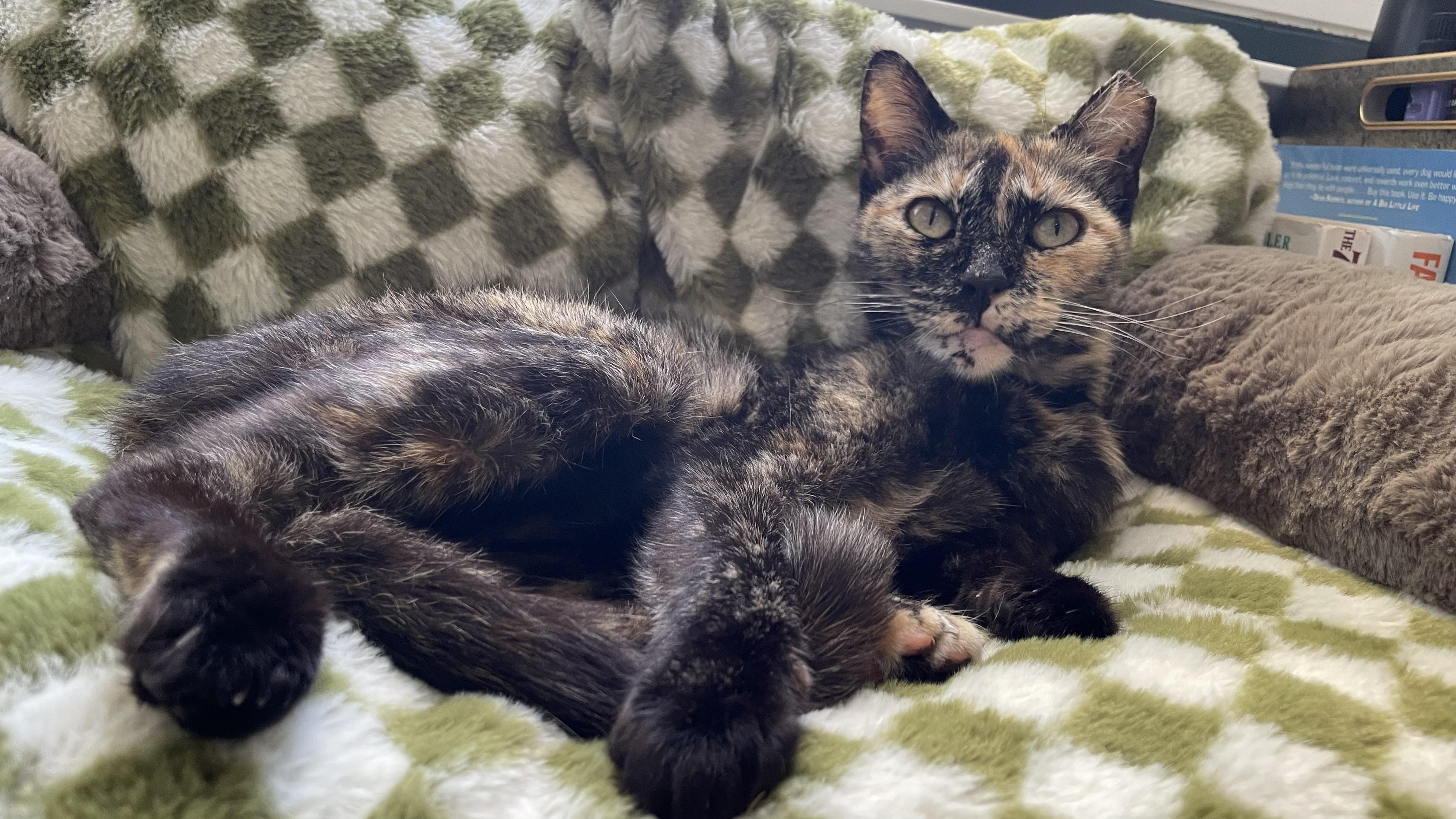 Chula (sweet / low-key / mellow) photo 5