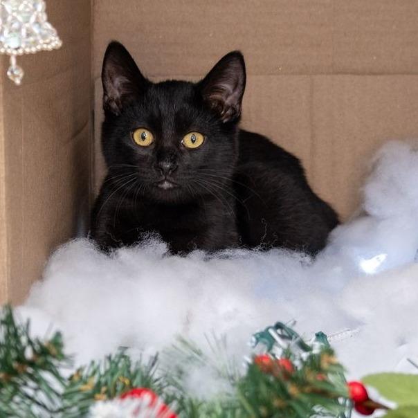 Enlarge Samson, a Adoptable Domestic Short Hair in Long Beach, CA image 2/2