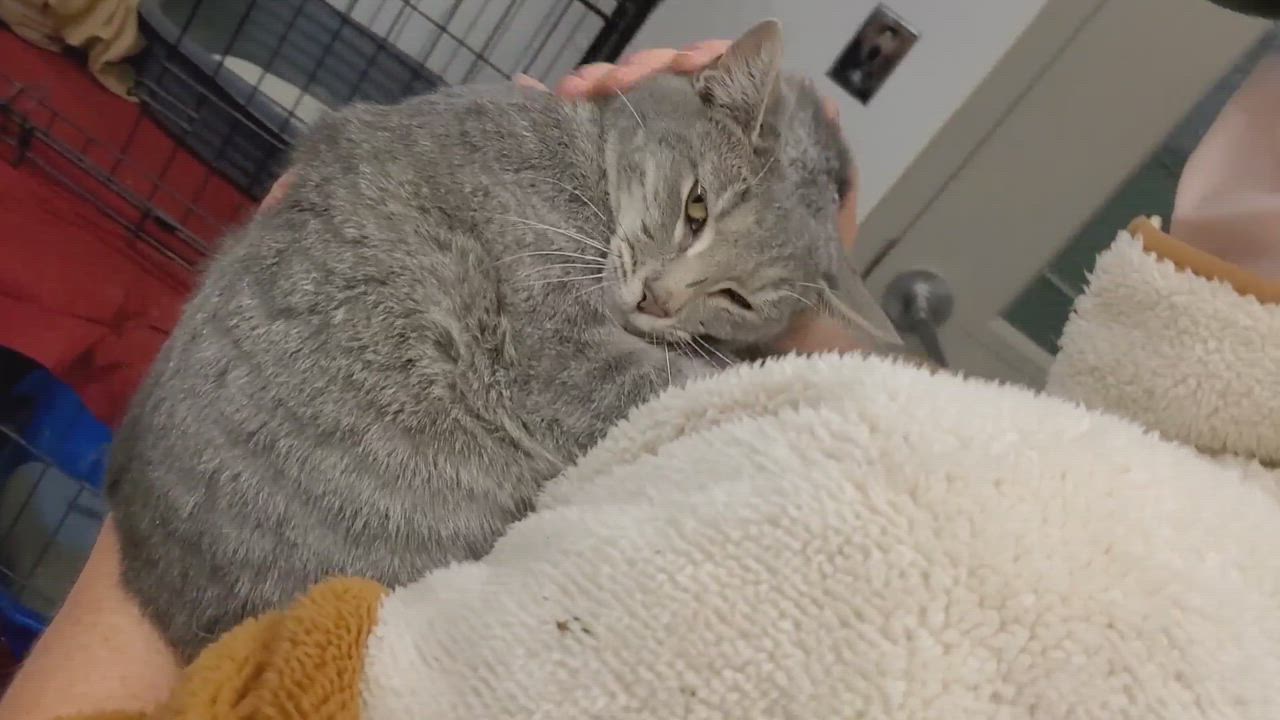 Enlarge Dorothy, a Adopted mixed breed in Charles City, VA video 3/5