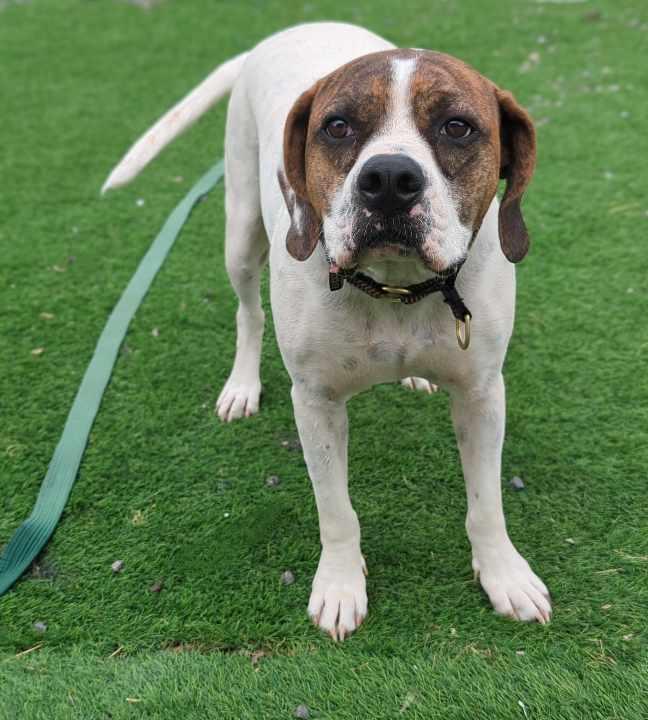 Bailey Solomon, Adoptable, Adult Male Hound.