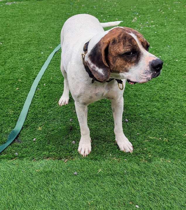 Enlarge Bailey Solomon, a Adoptable Hound in Chandler, AZ image 2/3