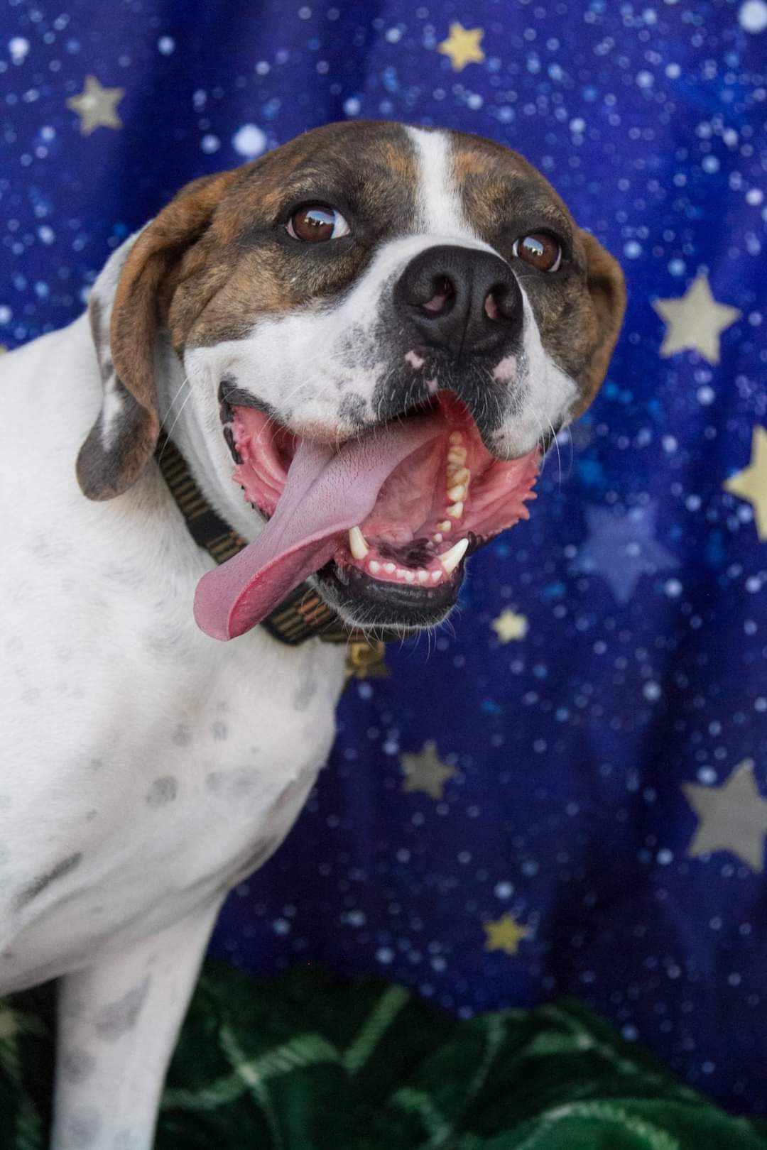 Enlarge Bailey Solomon, a Adoptable Hound in Chandler, AZ image 3/3