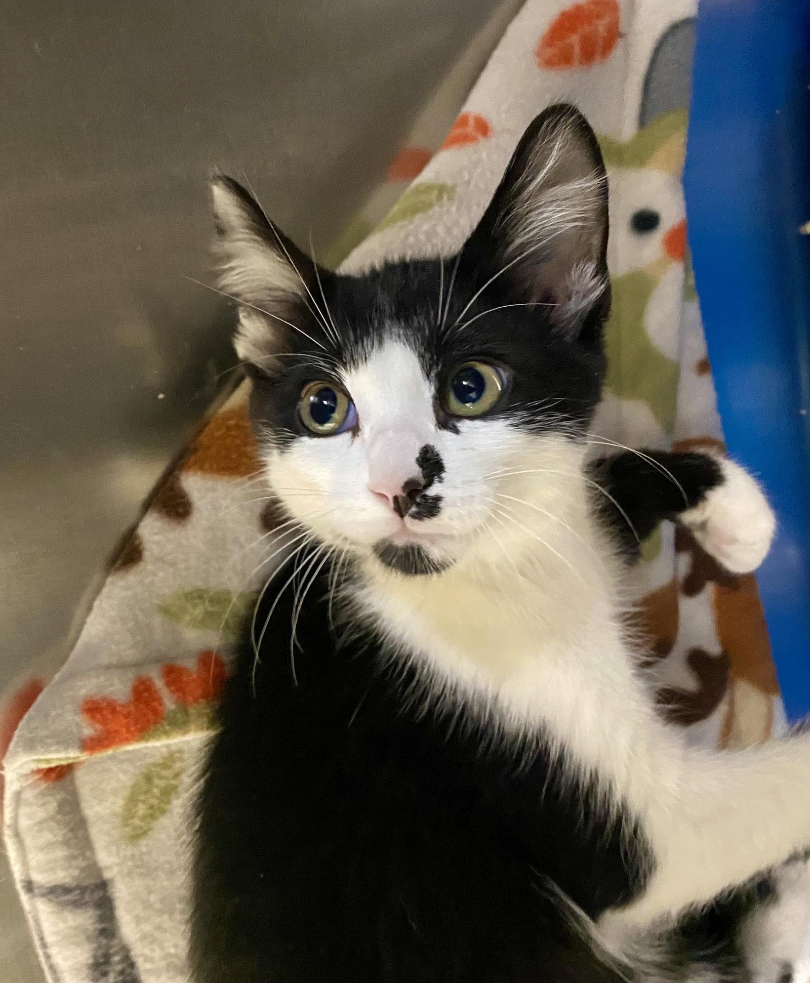 Etcetera, Adoptable, Young Male Domestic Short Hair.