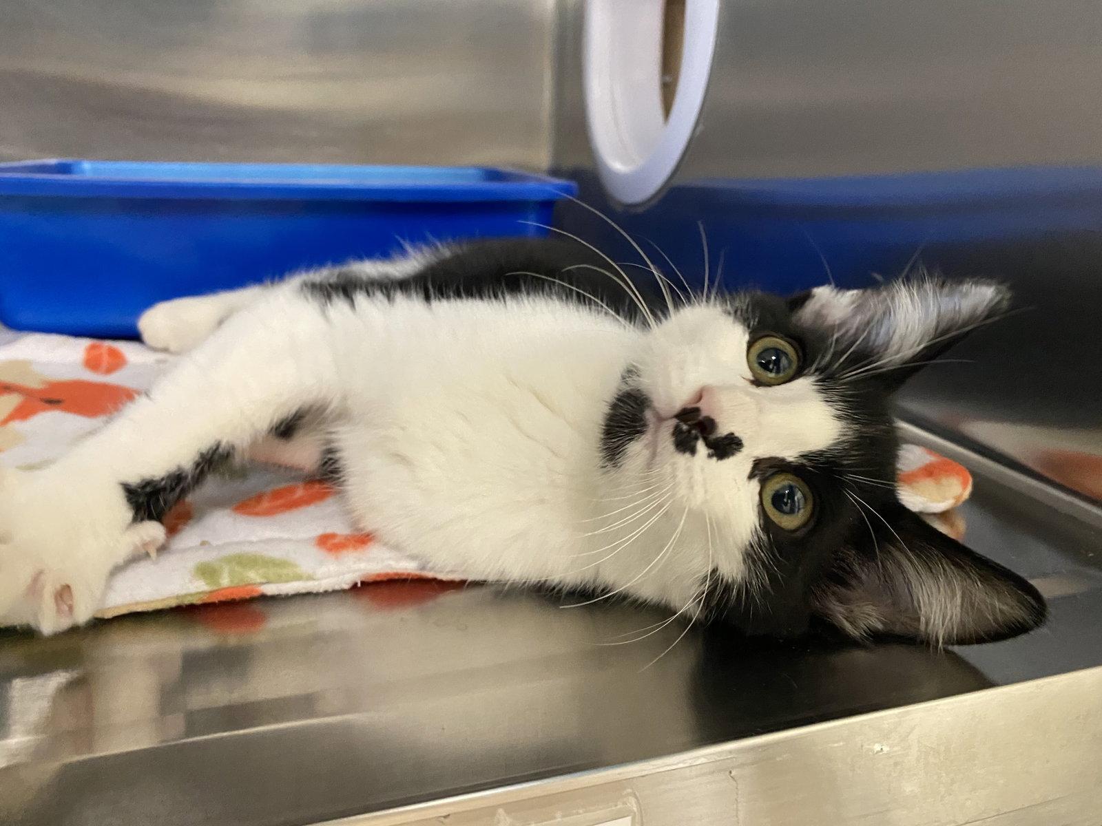 Etcetera, a Adoptable Domestic Short Hair in Fargo, ND image 2/2