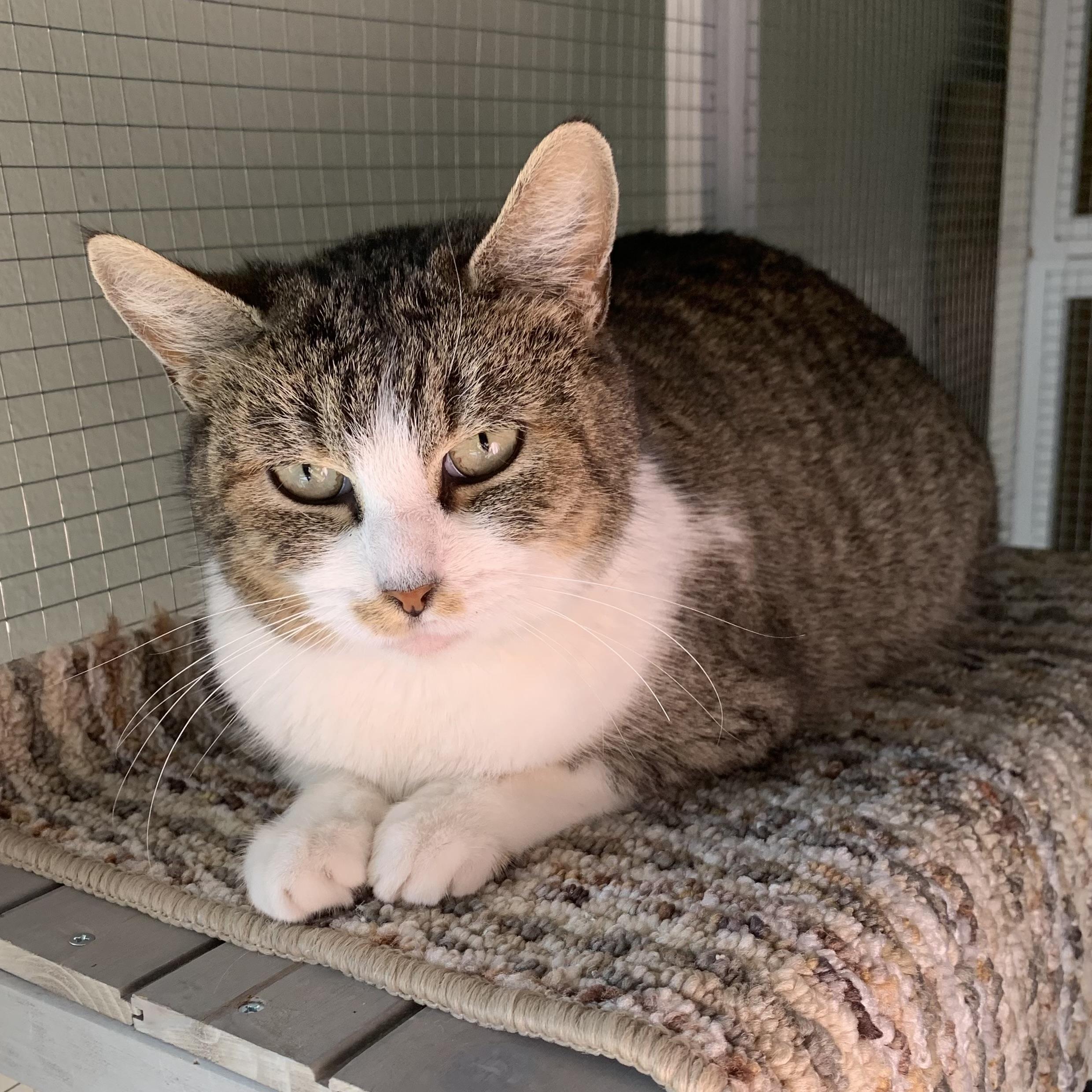 Madeleine Muffin, ADOPTABLE, Young Female Domestic Short Hair.