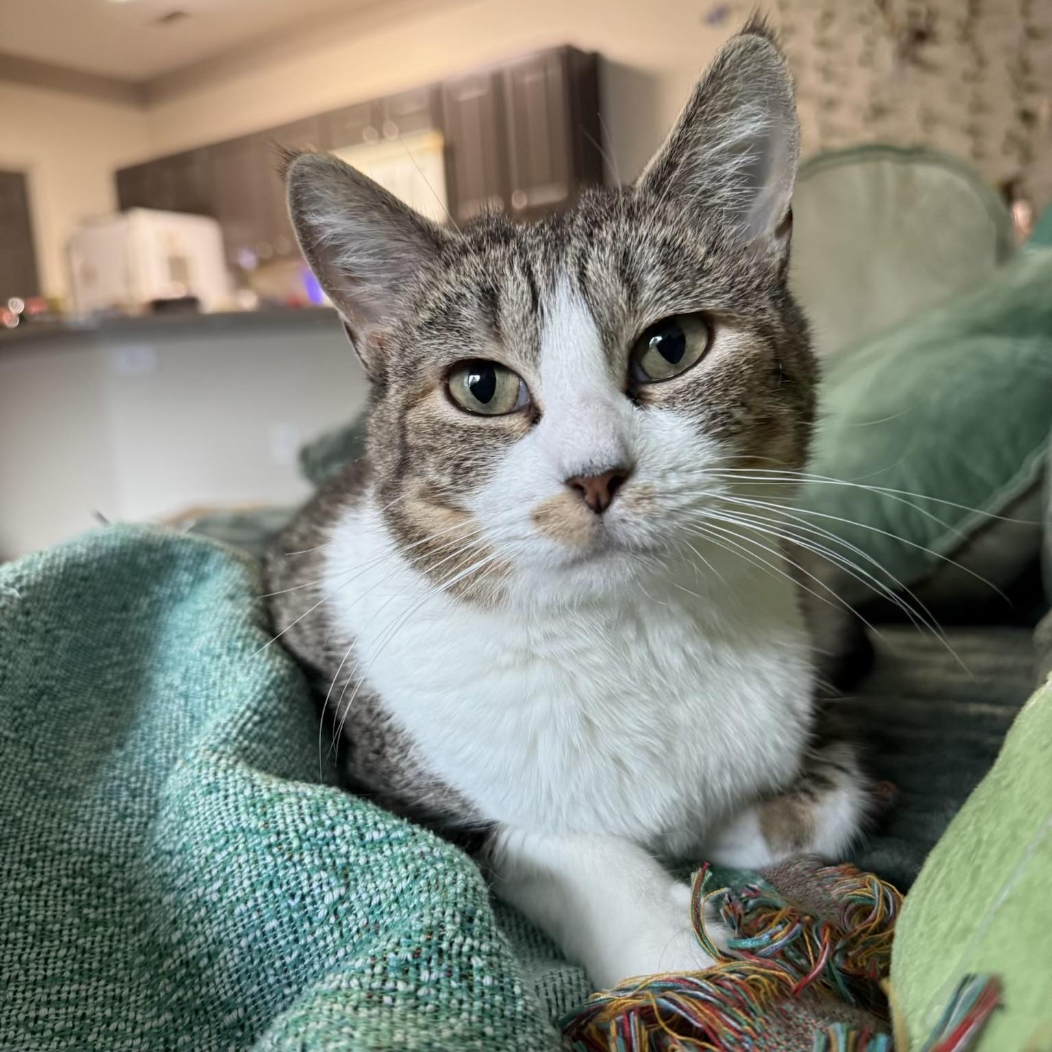 Madeleine Muffin, Adoptable, Adult Female Domestic Short Hair.