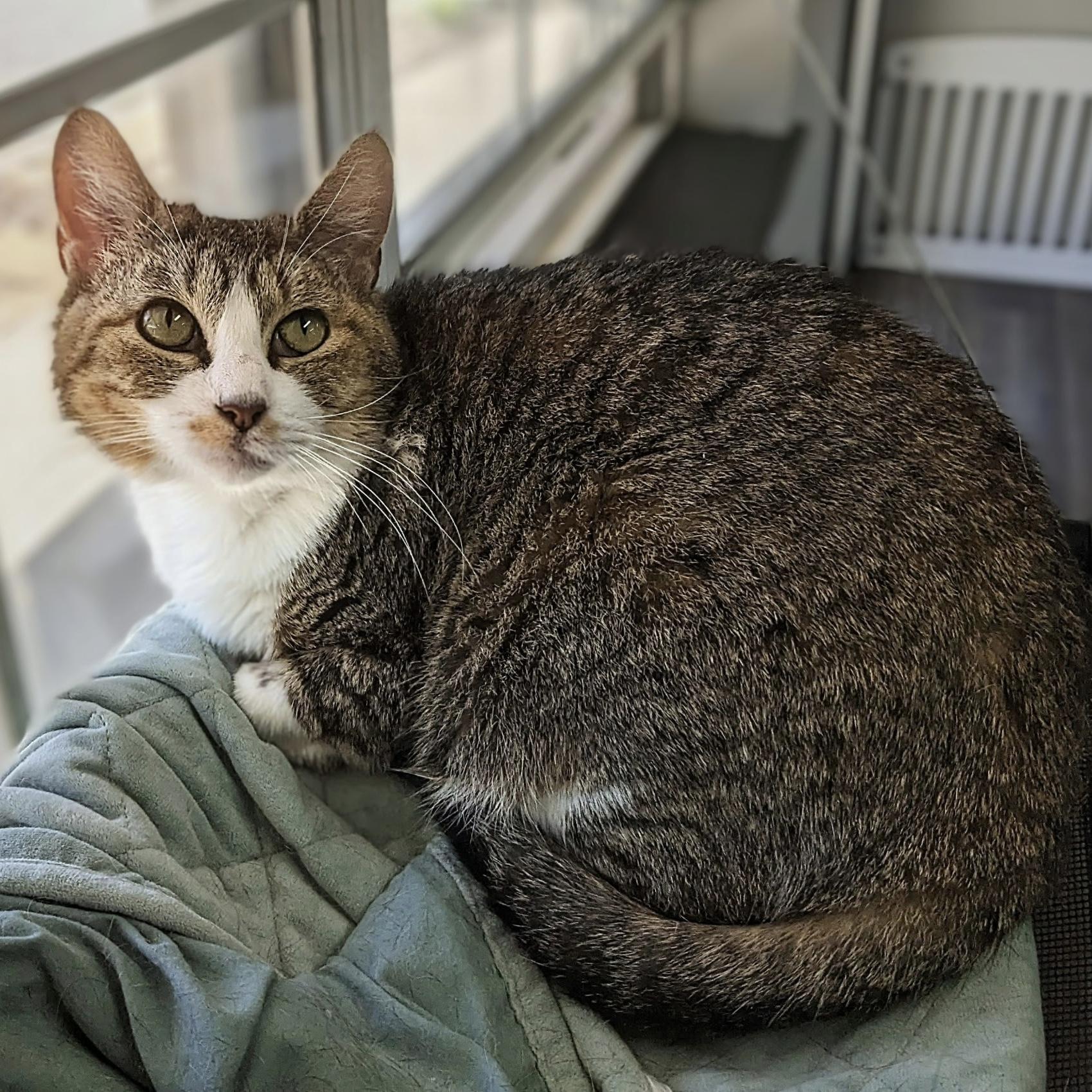 Madeleine Muffin, an adoptable Domestic Short Hair in Bentonville, AR image 1/2