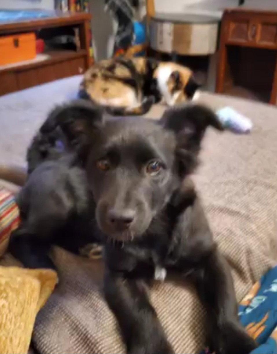 Percy, Adopted, Puppy Male Mixed Breed.