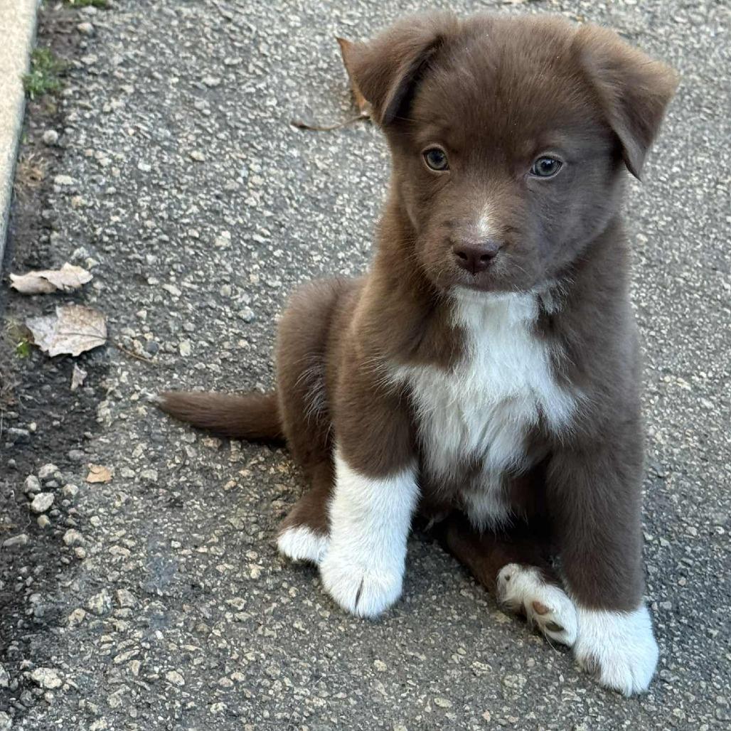 Enlarge Fir, a Adoptable mixed breed in Raleigh, NC image 1/3